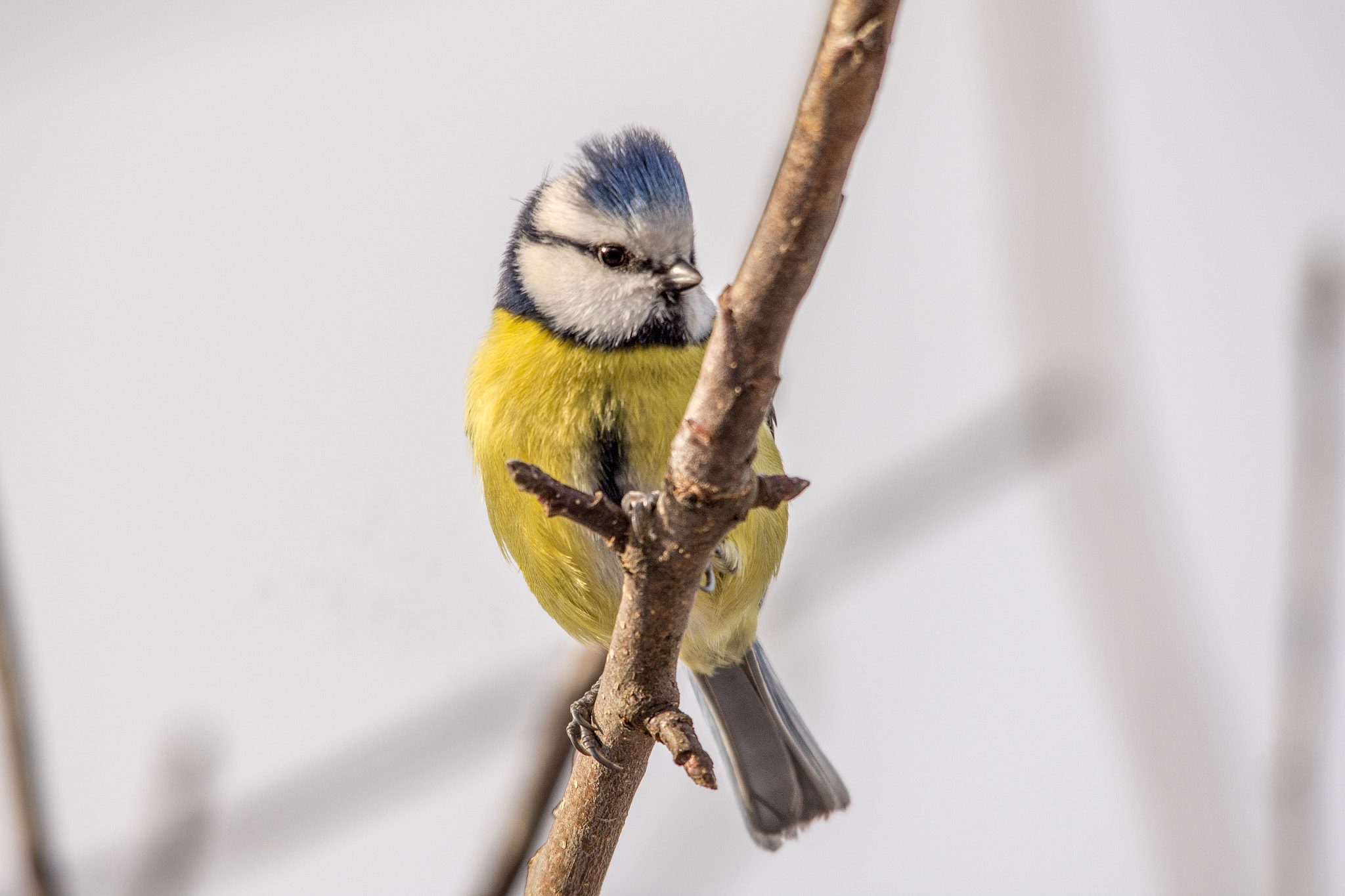 Sigma 150-500mm F5-6.3 DG OS HSM sample photo. Eurasian blue tit photography
