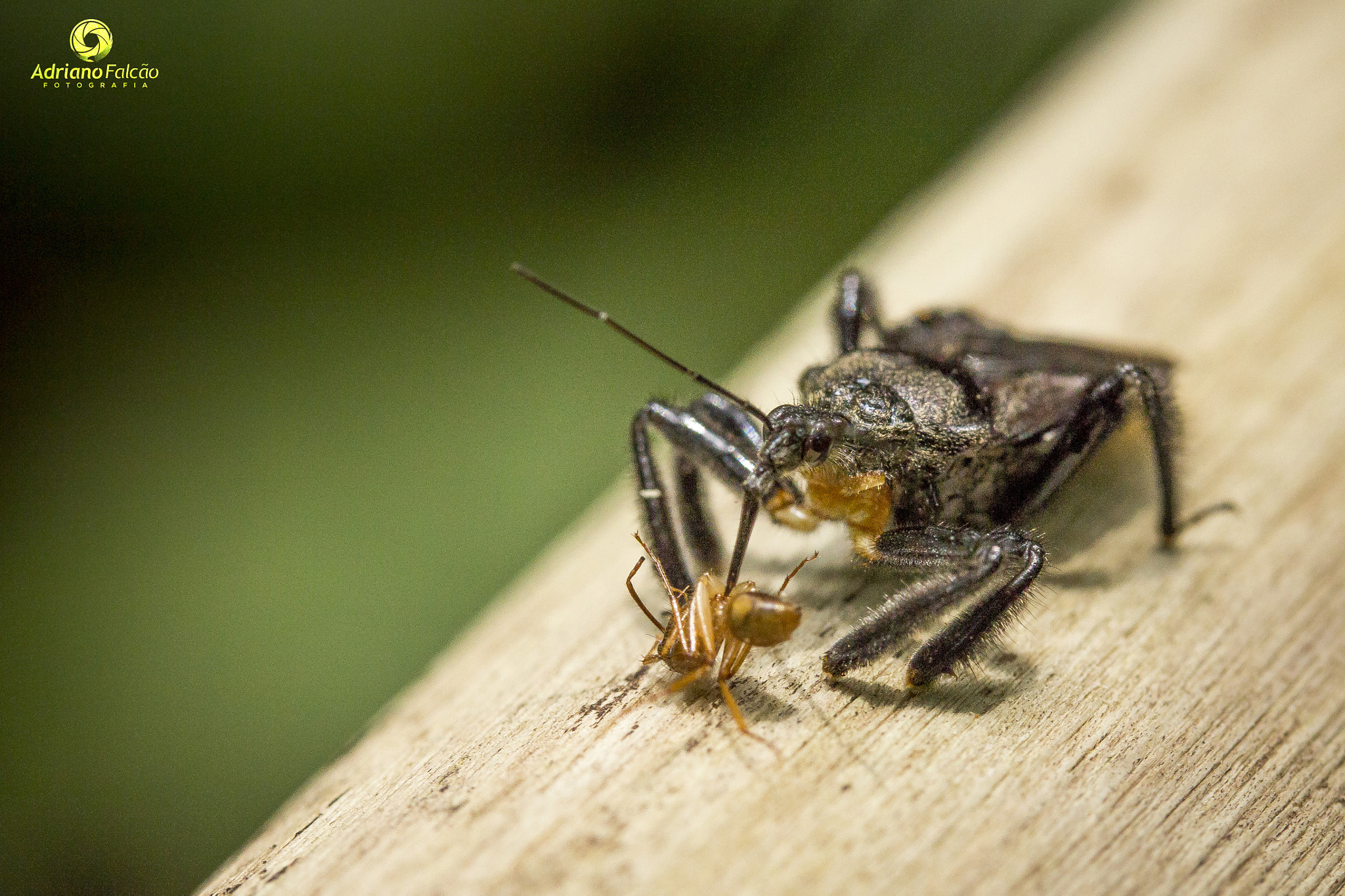 Canon EF-S 60mm F2.8 Macro USM sample photo