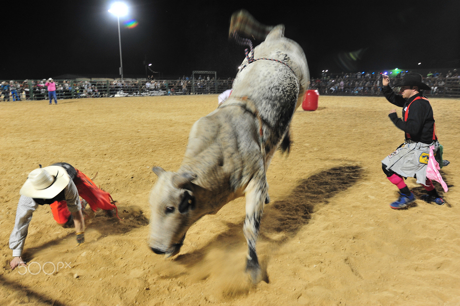 Nikon D3 sample photo. Oh bull! photography
