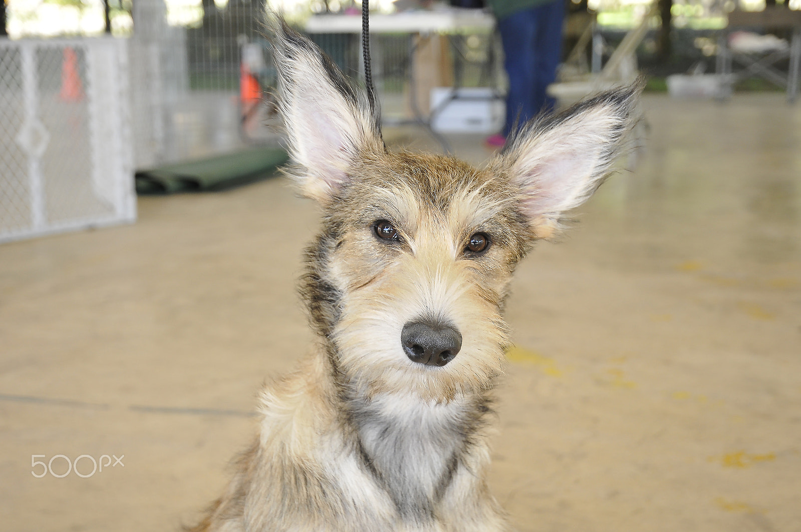 Nikon D300S sample photo. Scruffy photography