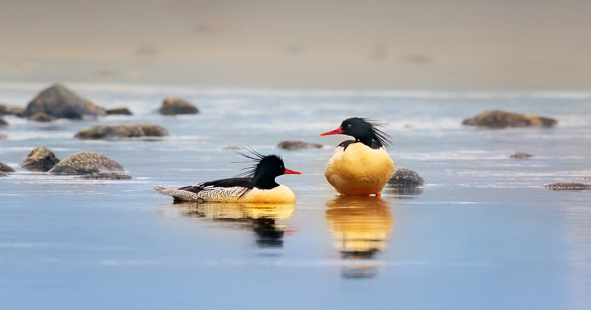 Canon EF 600mm F4L IS II USM sample photo