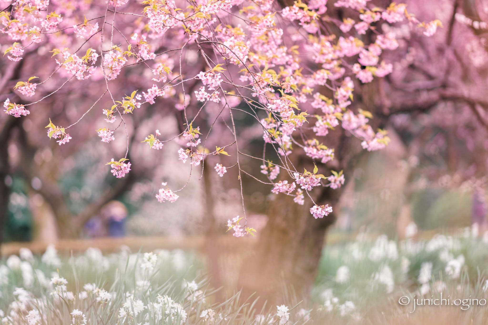 Sony a7R II + Sony Sonnar T* 135mm F1.8 ZA sample photo. I love flowers photography