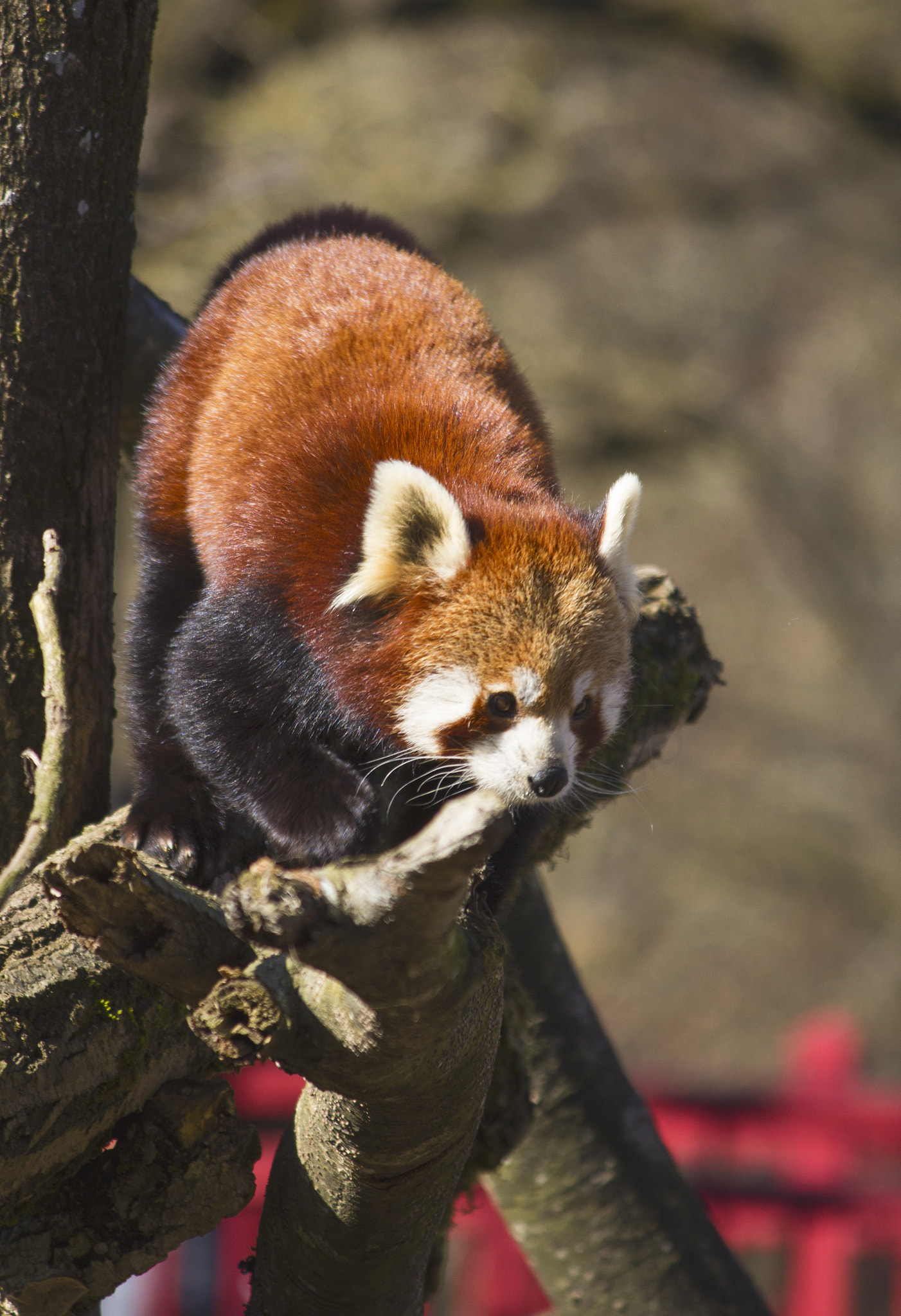 Canon EF-S 55-250mm F4-5.6 IS sample photo. Red panda photography
