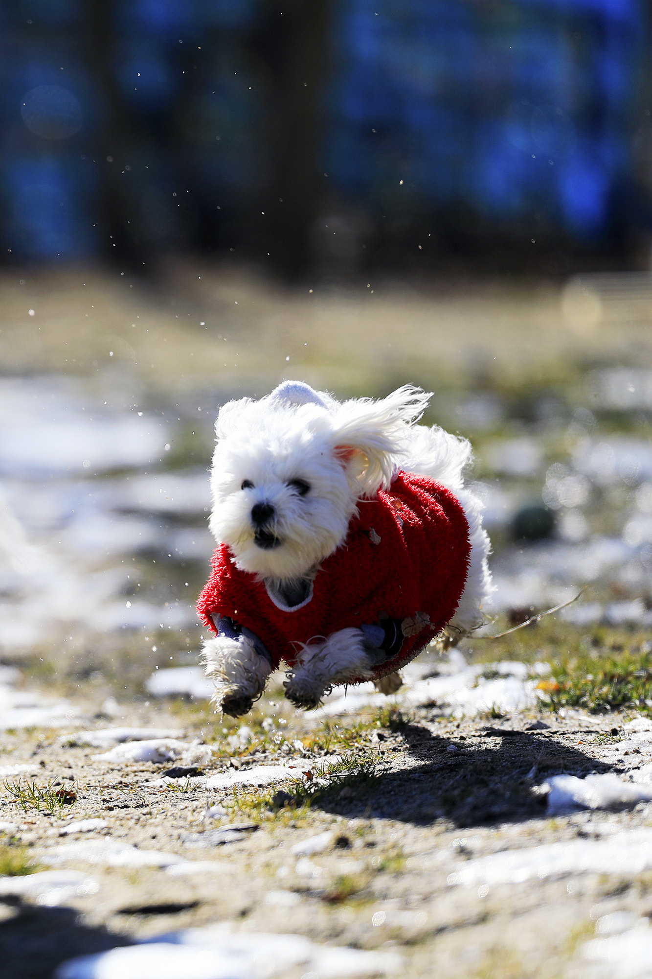 Canon EF 200mm F2L IS USM sample photo. Running puppy photography
