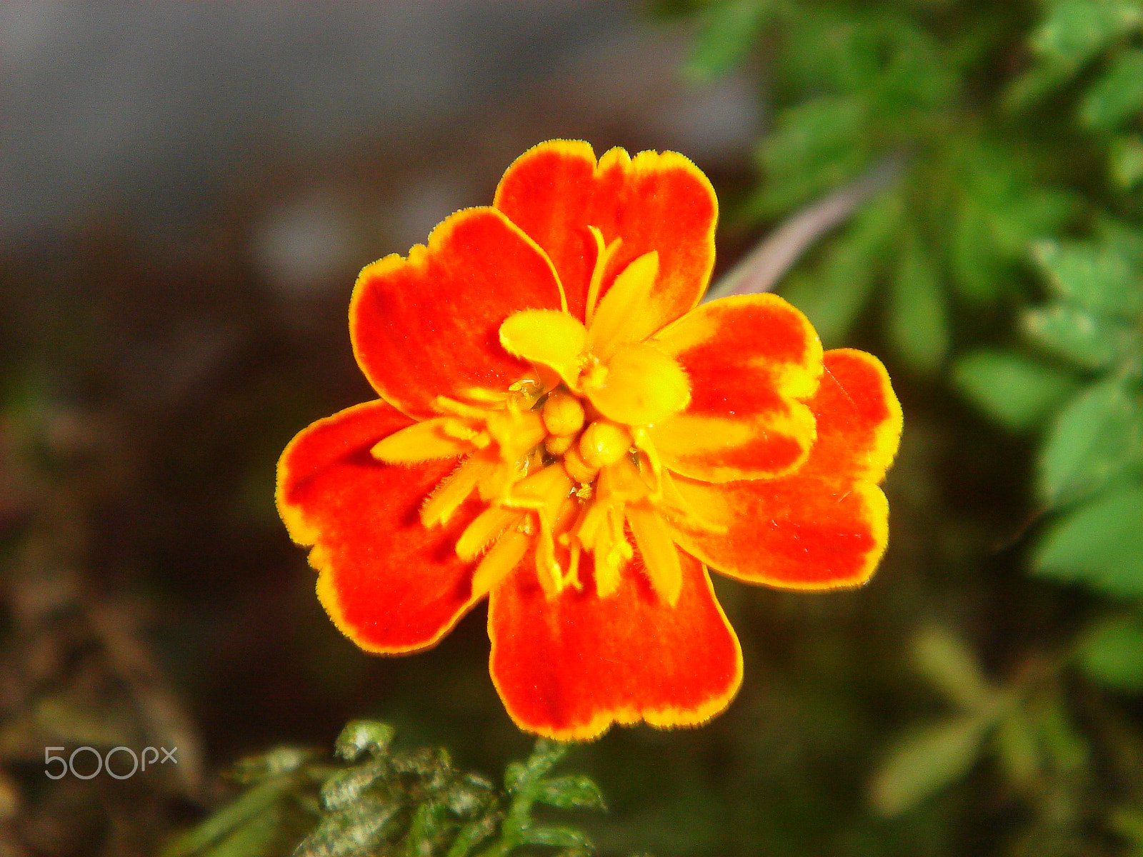 Sony DSC-T5 sample photo. Lonely flower photography