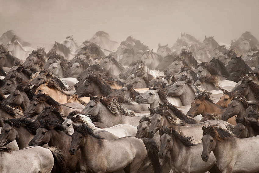 Canon EOS 50D + Canon EF 70-200mm F4L USM sample photo. Wild horses photography