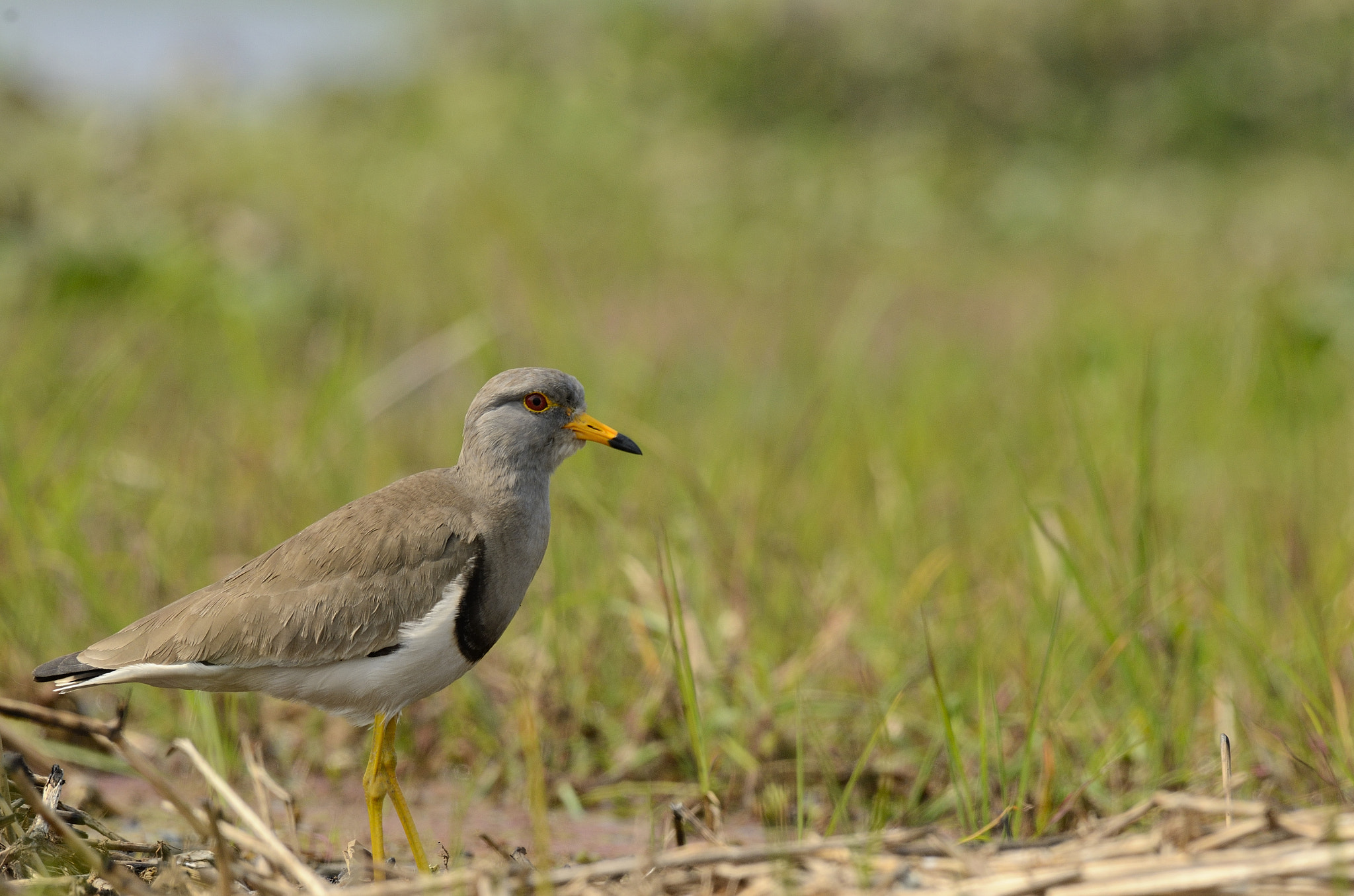 Nikon AF-S Nikkor 200-500mm F5.6E ED VR sample photo. Grey-headed lapwing photography