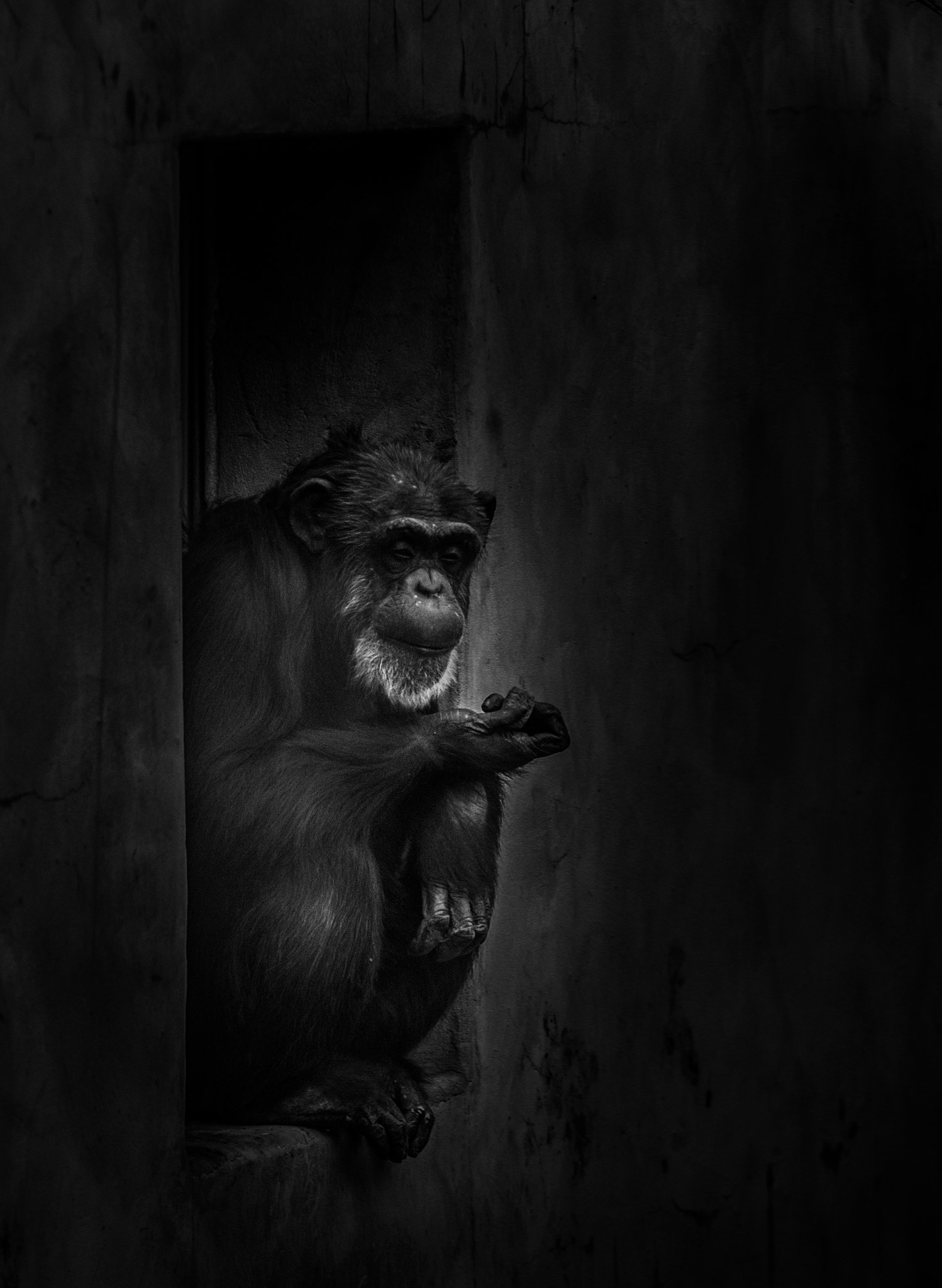 Sigma 70-200mm F2.8 EX DG OS HSM sample photo. Chimpanzee photography