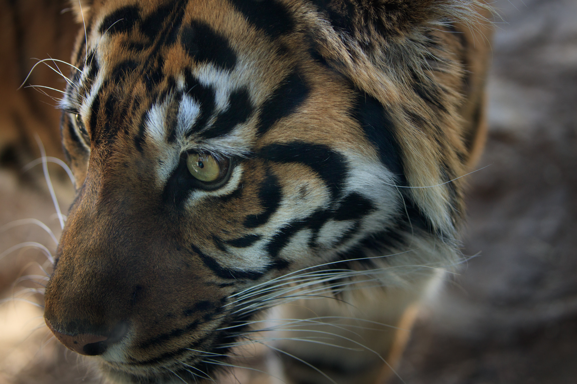 Canon EOS 5DS sample photo. Tiger photography