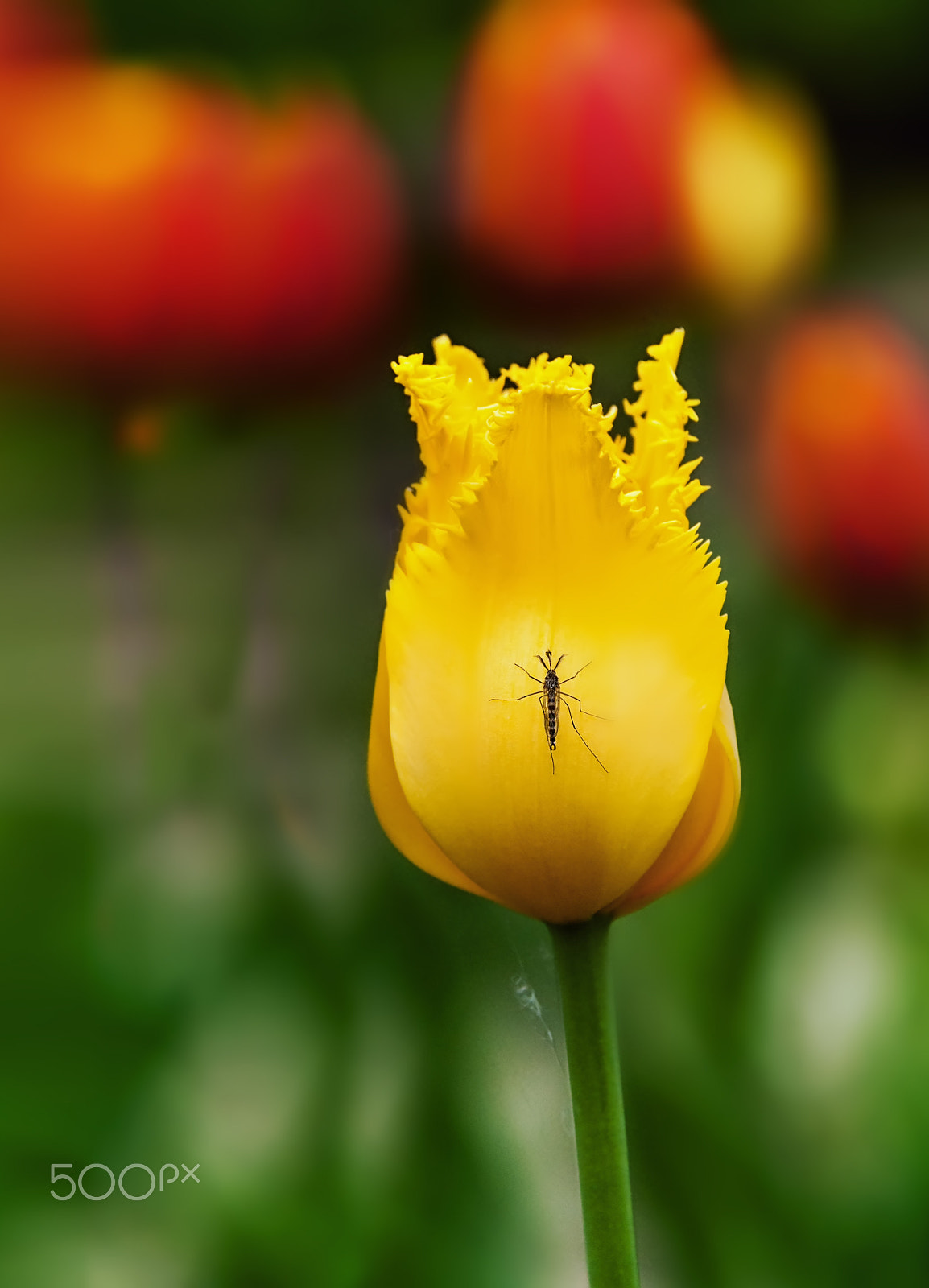 Nikon D90 + Nikon AF-S Nikkor 28-300mm F3.5-5.6G ED VR sample photo. Yellow tulip sitting with a mosquito photography