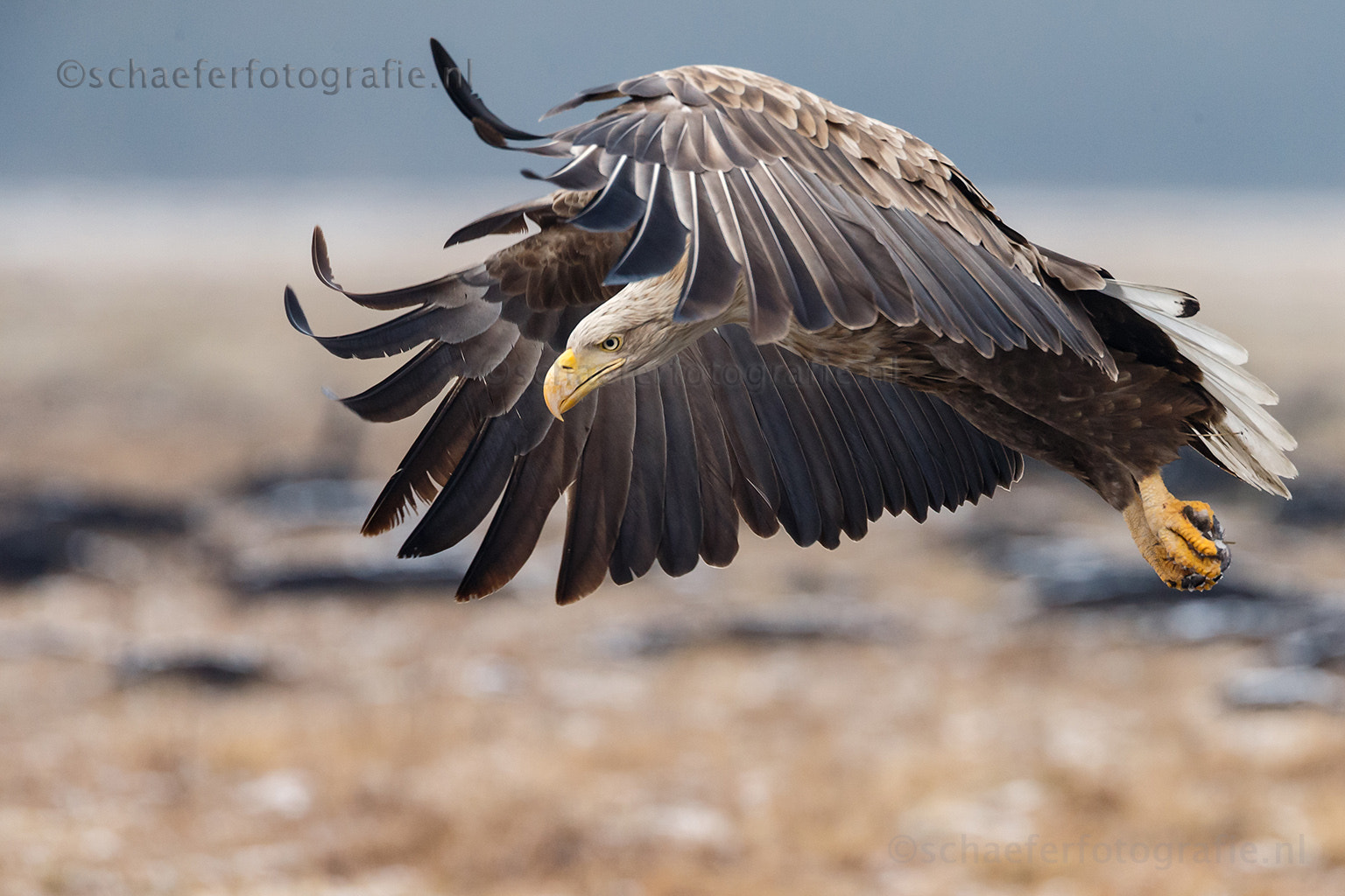 Canon EF 500mm F4L IS USM sample photo. Angry bird photography
