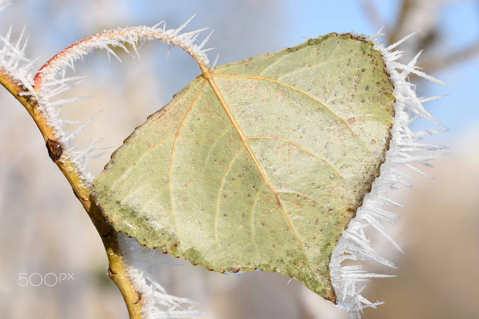 Nikon D7200 sample photo. Frozen leaf photography