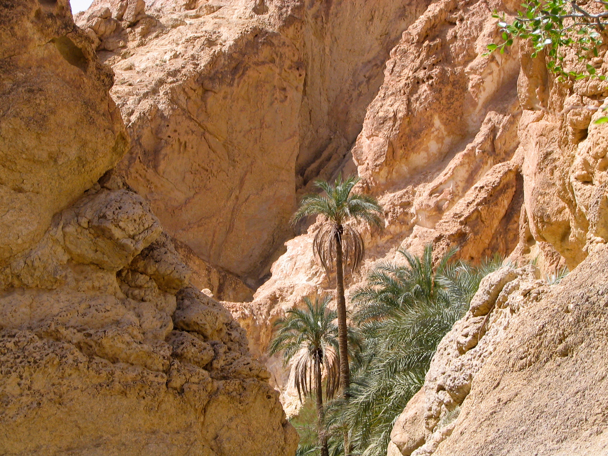 Canon POWERSHOT S1 IS sample photo. Palms in the desert (chebika) photography