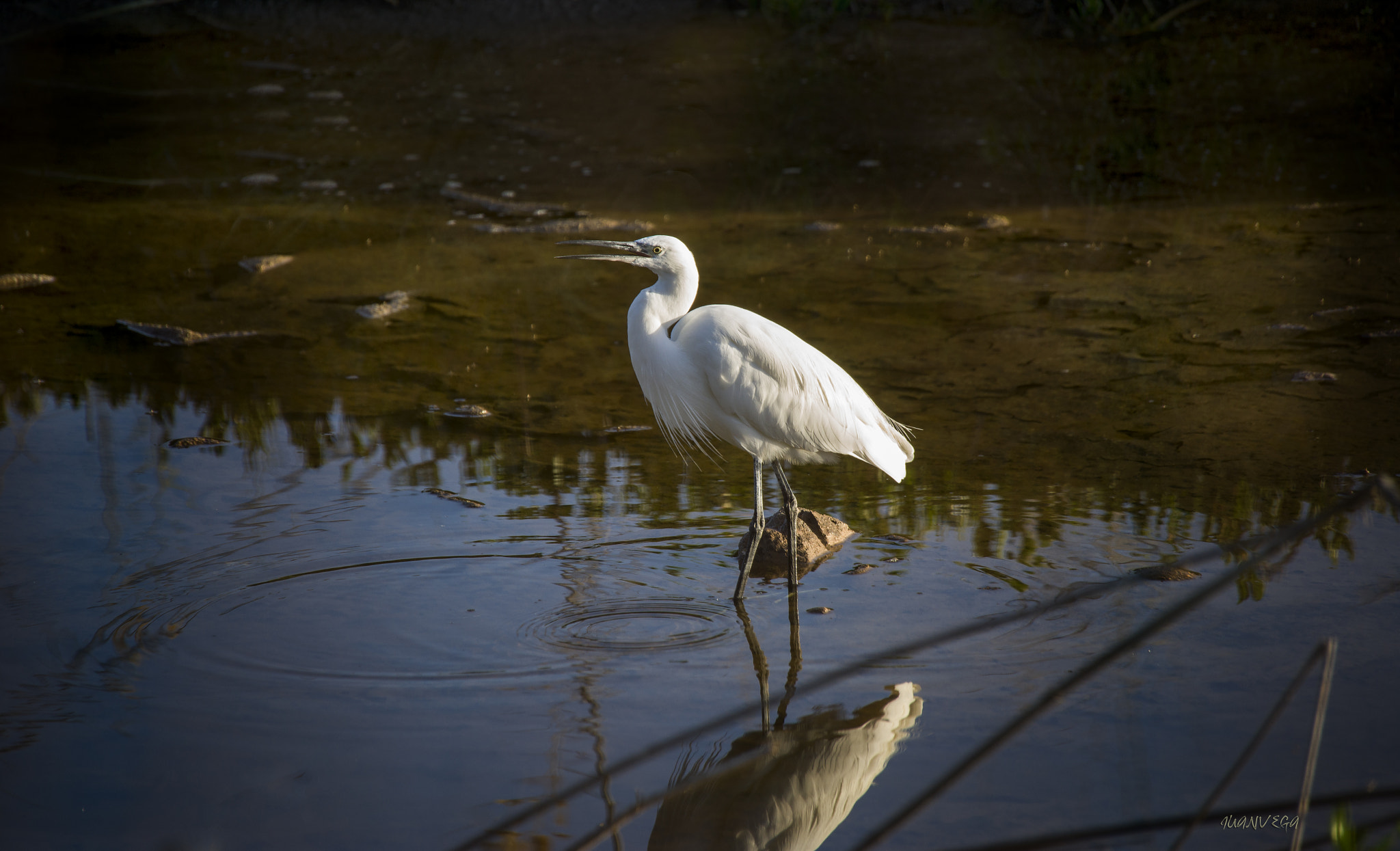 Sony Alpha DSLR-A850 + Minolta AF 300mm F2.8 HS-APO G sample photo. Garzeta photography