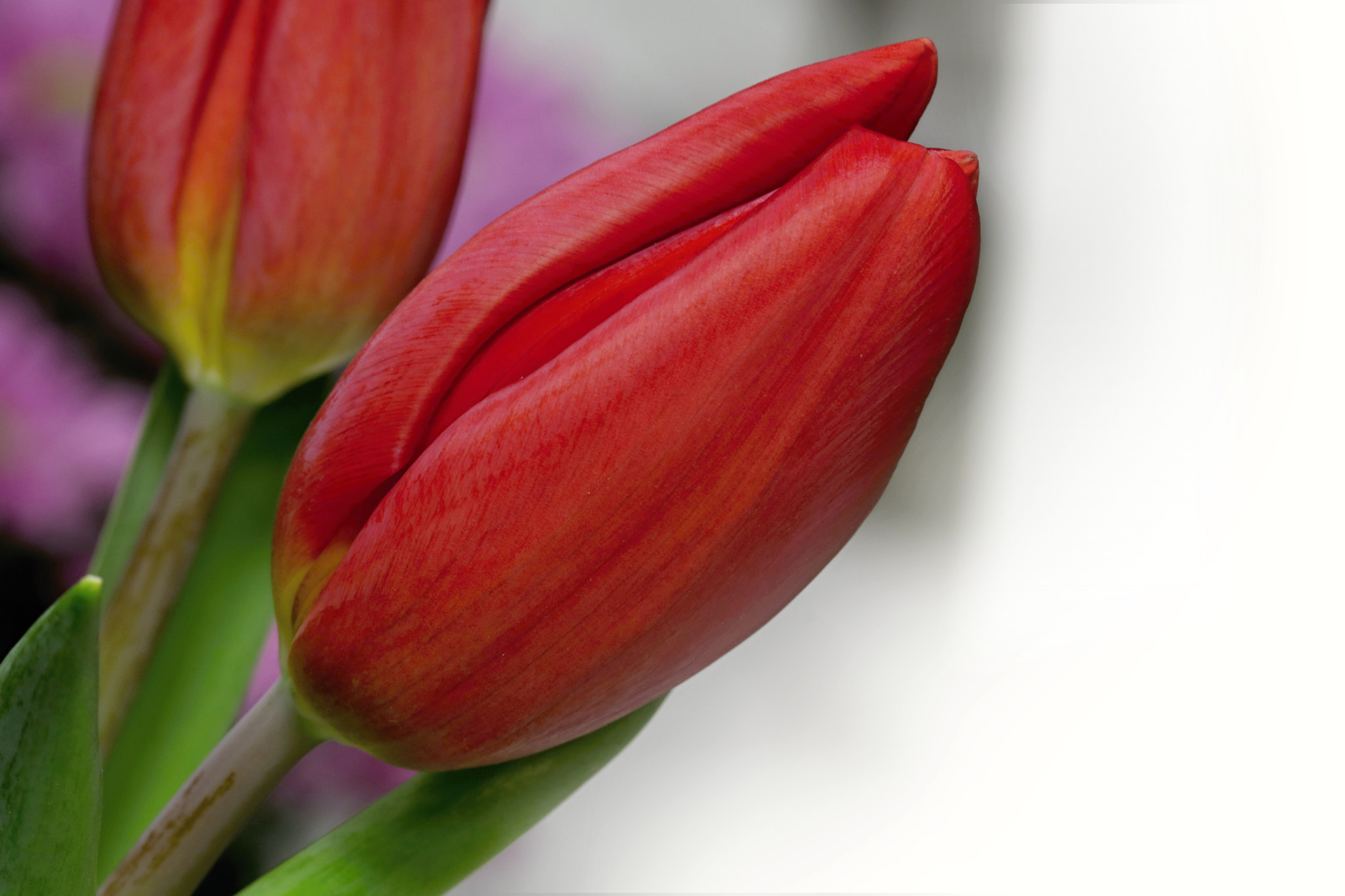 Canon EF 100mm F2.8 Macro USM sample photo. Red tulip photography