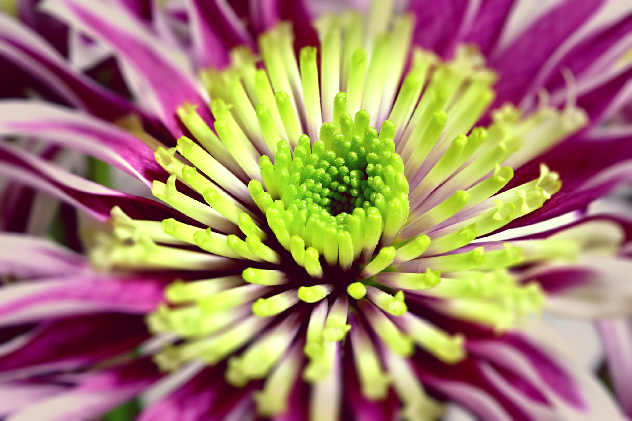 Canon EF 100mm F2.8 Macro USM sample photo. Violet flower photography