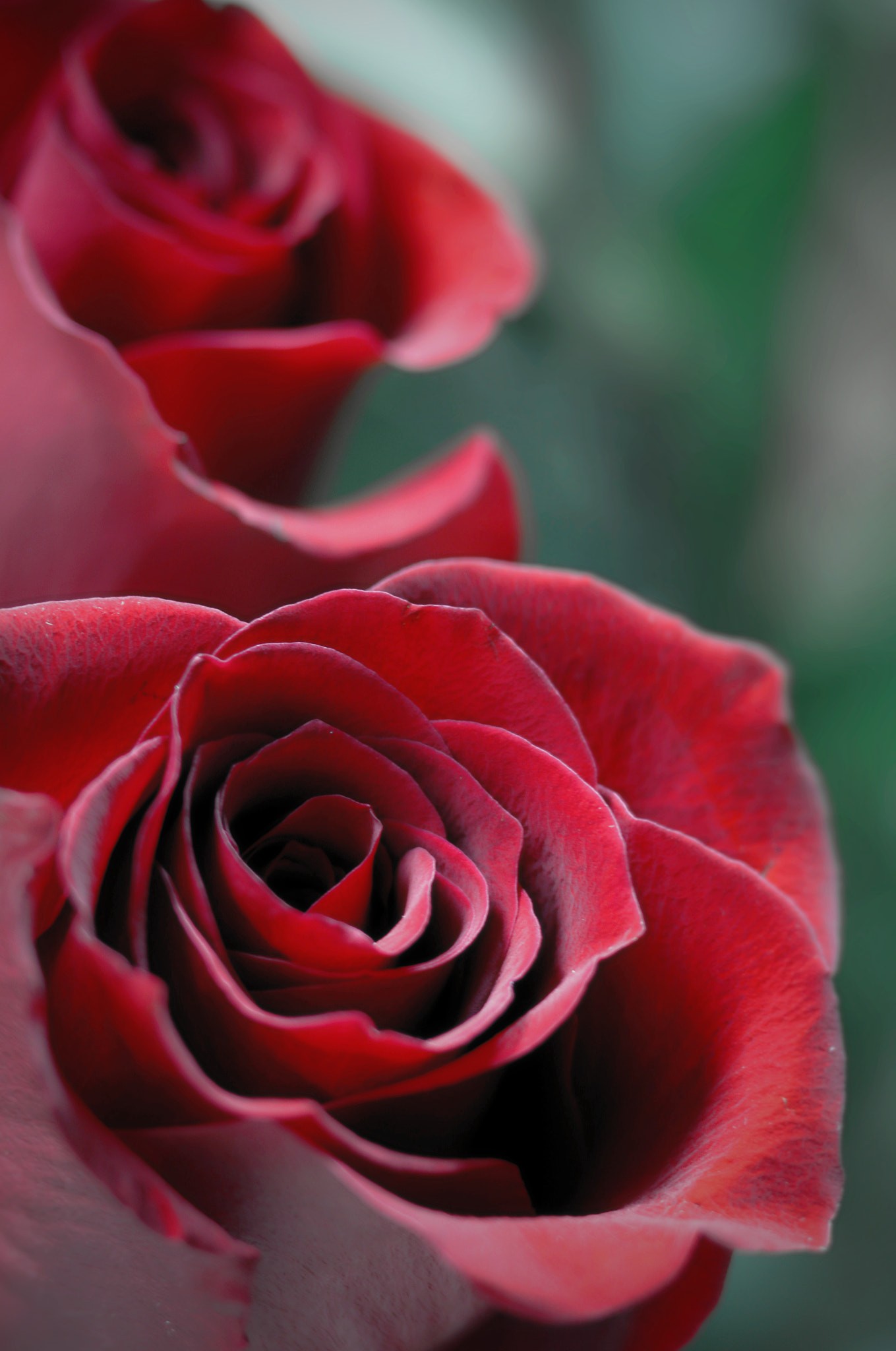 Canon EF 100mm F2.8 Macro USM sample photo. Two roses photography