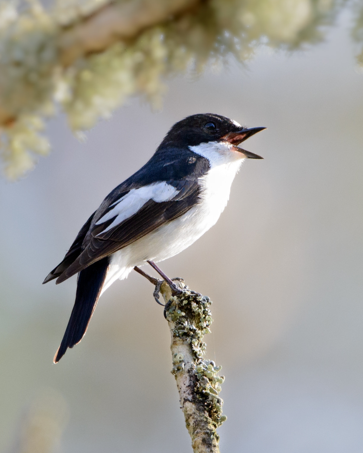 Nikon D800E sample photo. Singing male european pied flycatcher photography