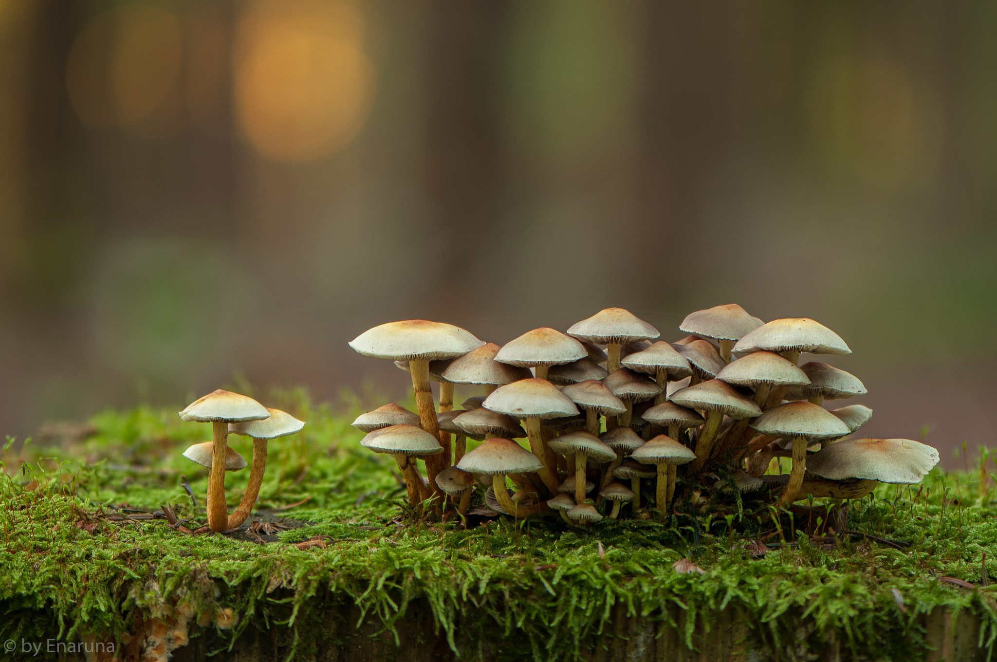 Nikon AF-S Micro-Nikkor 105mm F2.8G IF-ED VR sample photo. Life on the tree trunk photography
