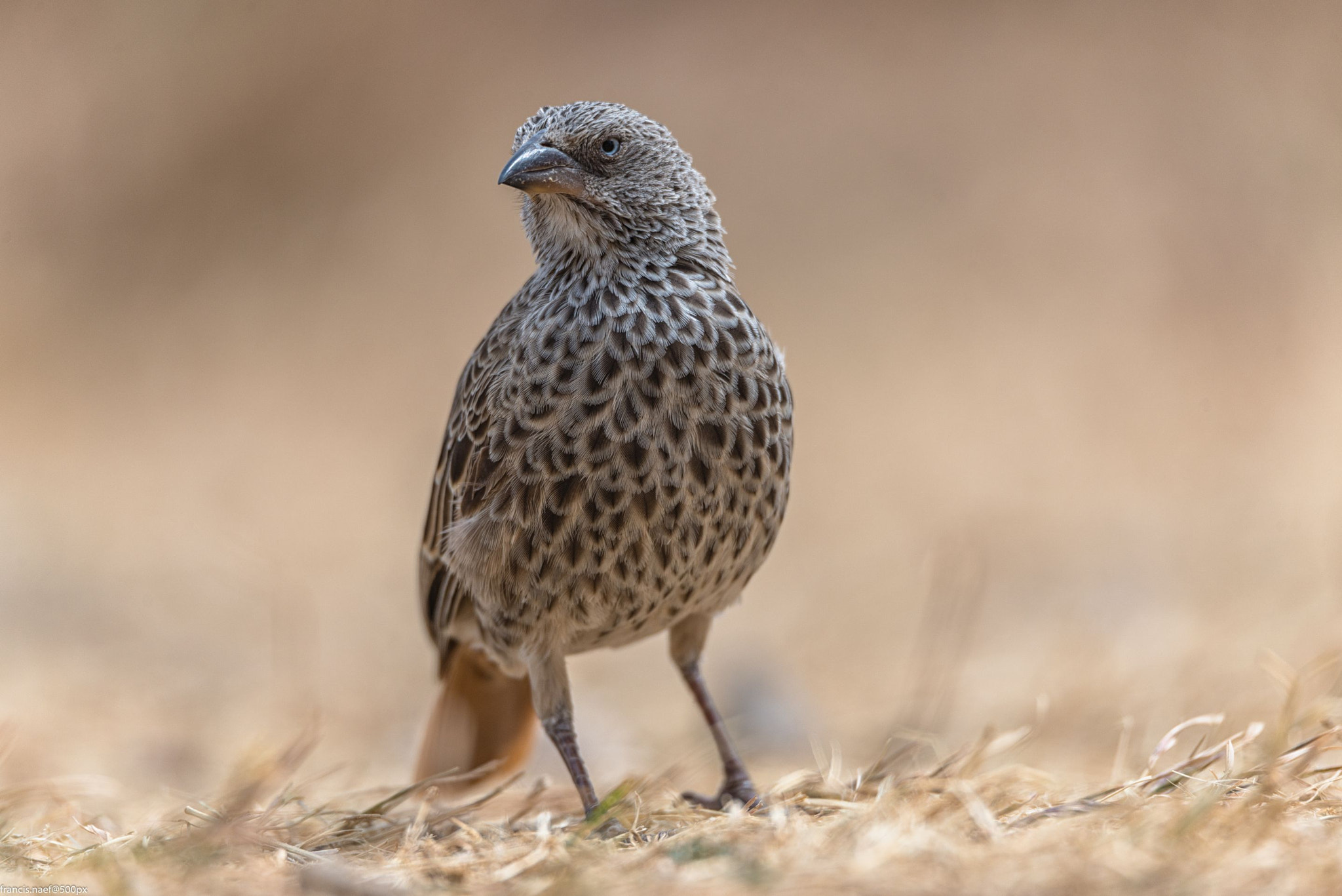 Sigma 150-600mm F5-6.3 DG OS HSM | S sample photo. Arrow-marked babbler photography