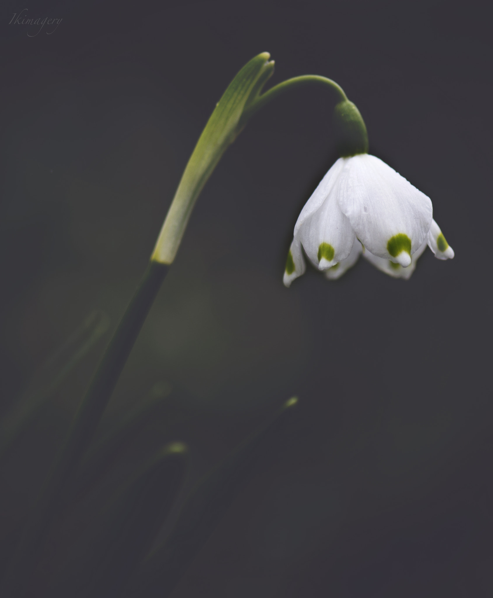 Nikon D4 sample photo. Frosted snowdrops wm photography