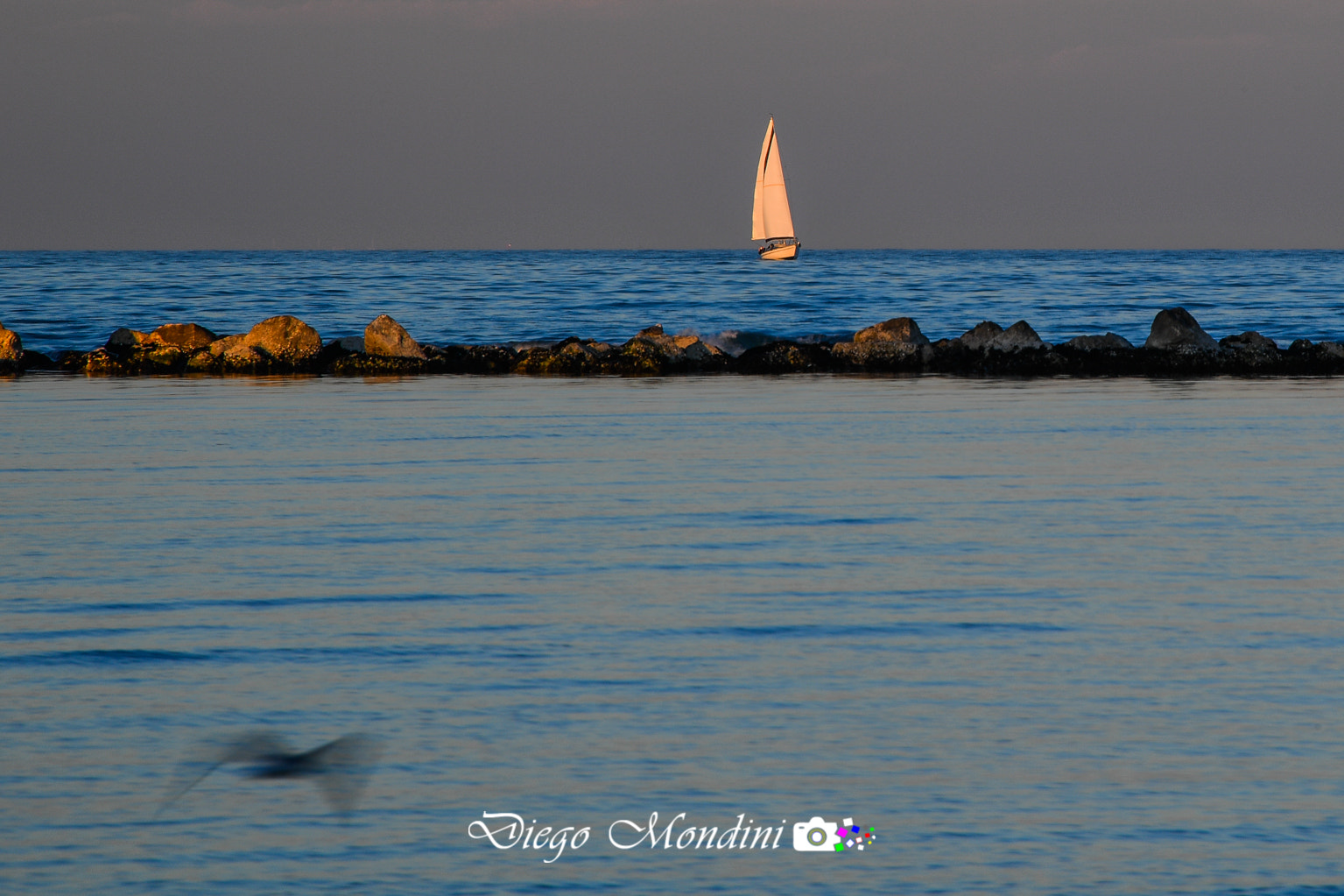Nikon D5 sample photo. L'ombra del gabbiano photography