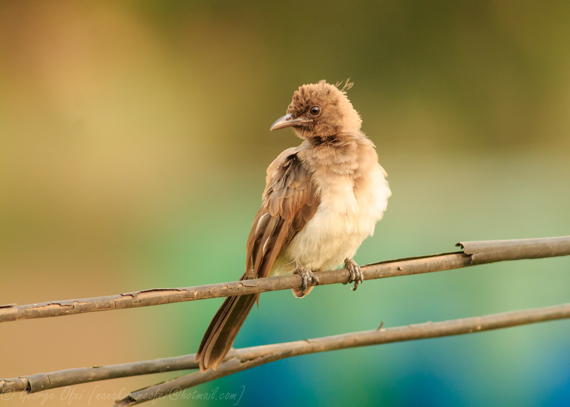 Canon EF 400mm F5.6L USM sample photo. Sparrow photography