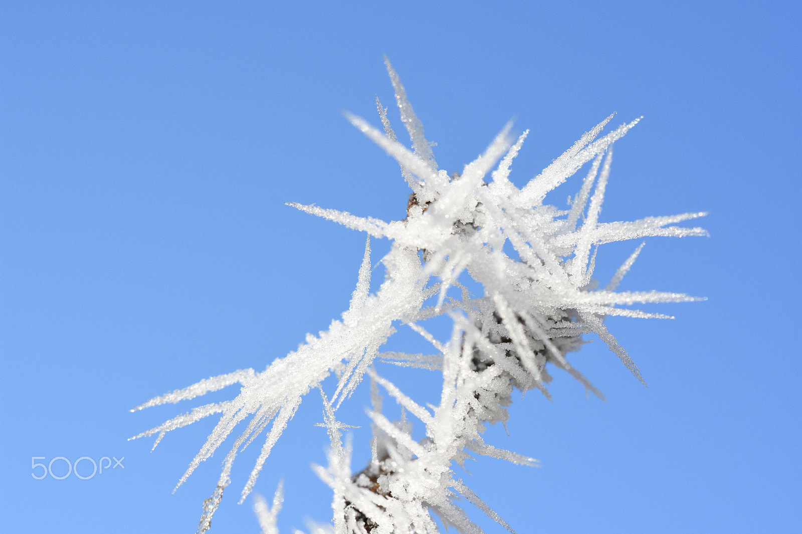 Nikon D7200 sample photo. Ice crystal 3 photography