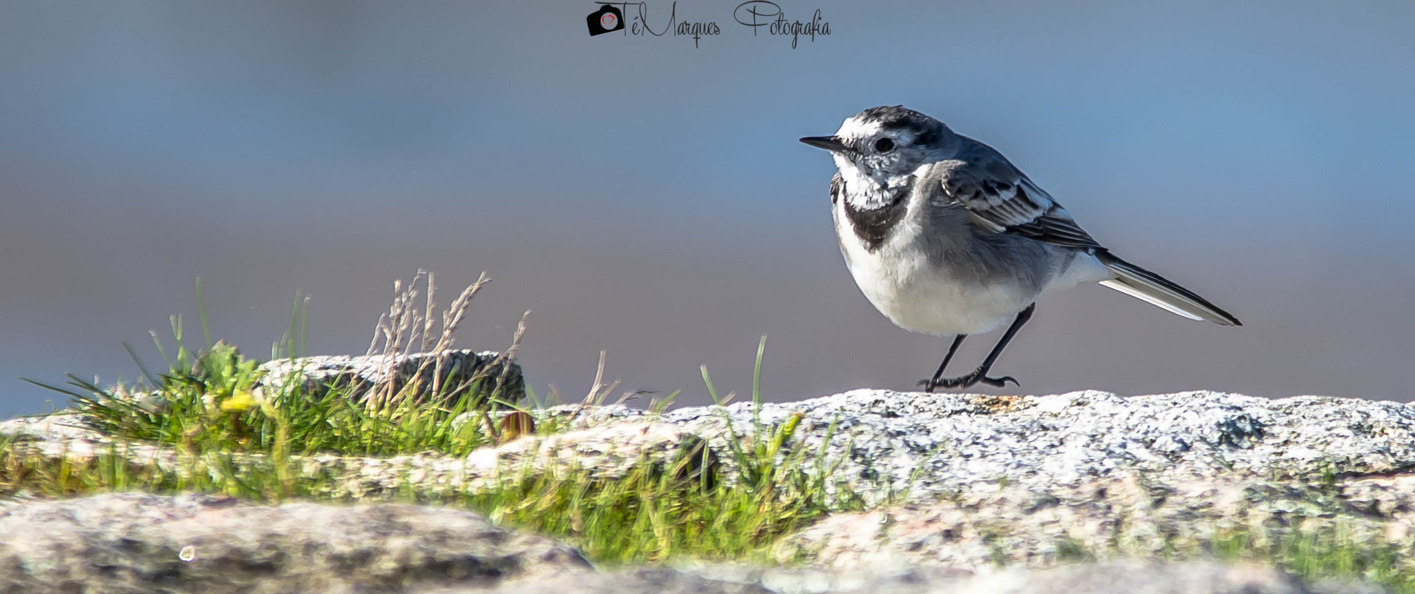 Sigma 150-500mm F5-6.3 DG OS HSM sample photo. Alvéola-branca | motacilla alba photography