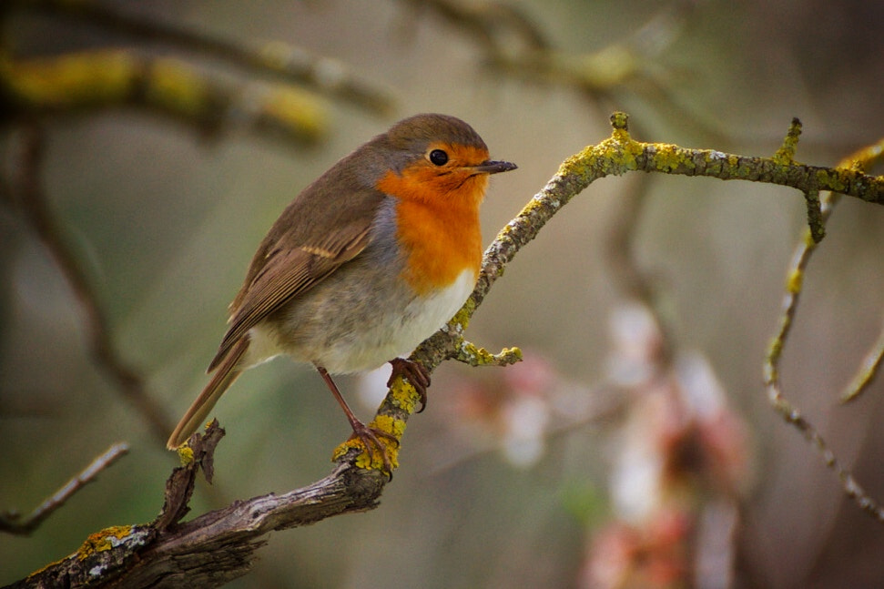 Canon EOS 70D sample photo. Petirrojo en el almendro. photography