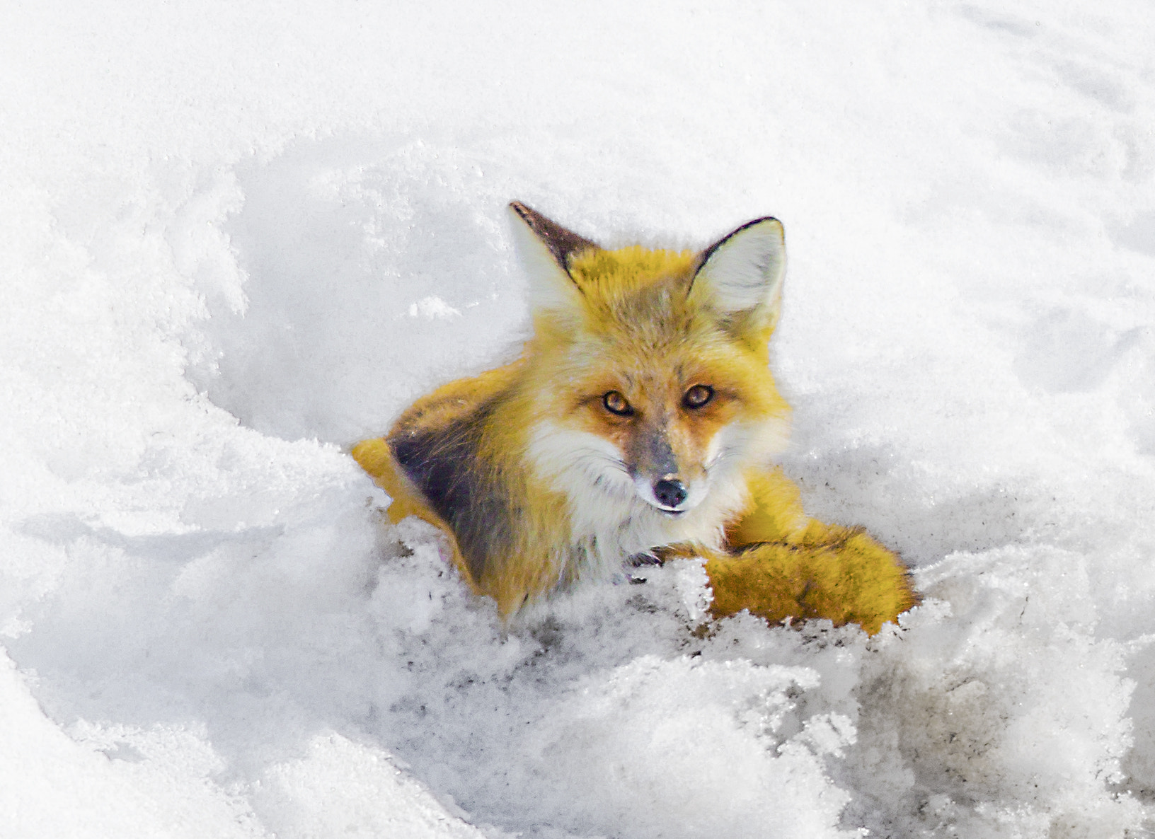 Canon EF 600mm F4L IS II USM sample photo. Red fox in the snow photography