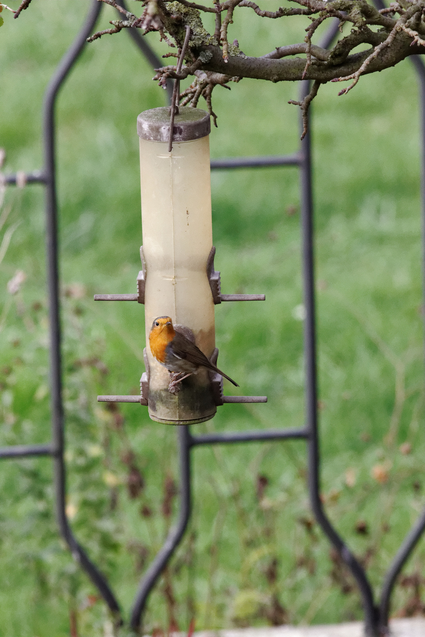 Canon EF 300mm F4L IS USM sample photo. Rouge-gorge photography