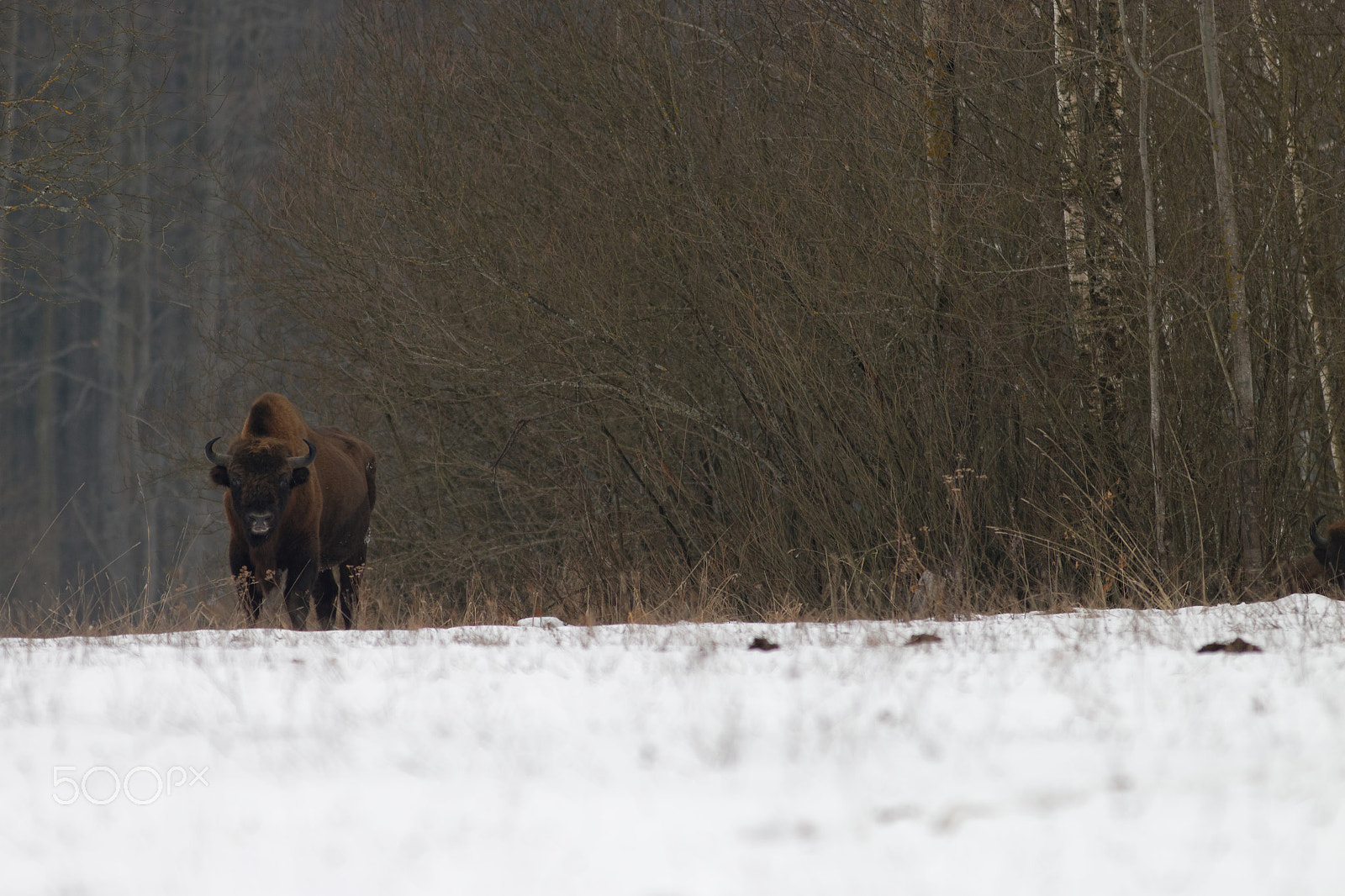 Canon EOS 70D sample photo. European bison photography