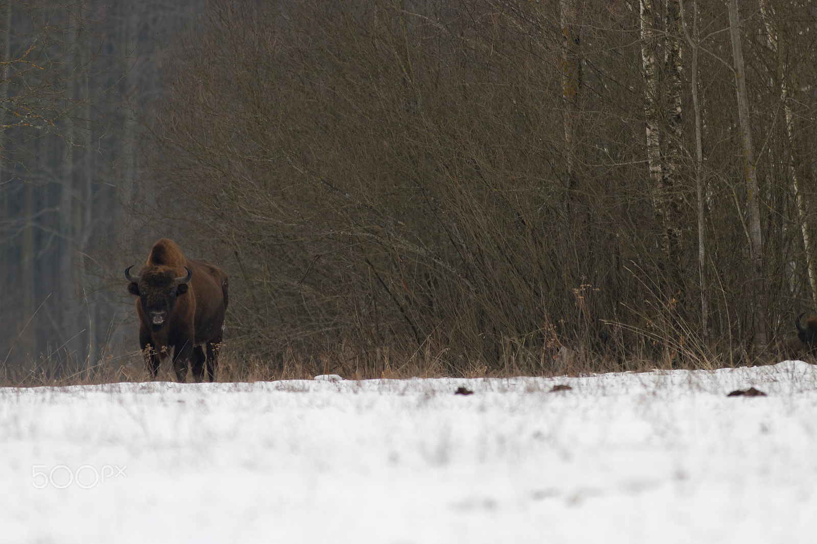 Canon EOS 70D + Canon EF 300mm F4L IS USM sample photo. European bison photography