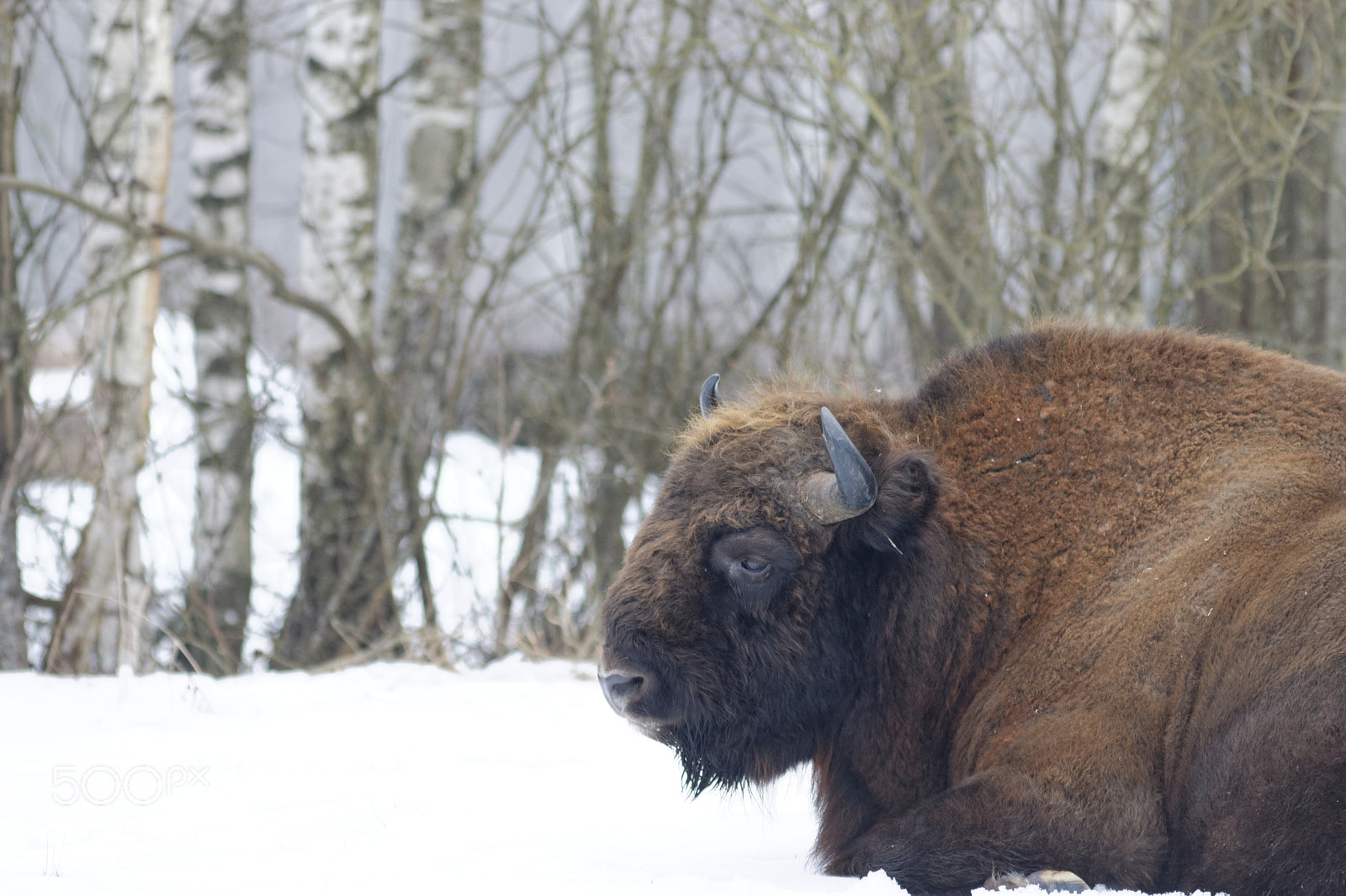Canon EOS 70D + Canon EF 300mm F4L IS USM sample photo. European bison photography