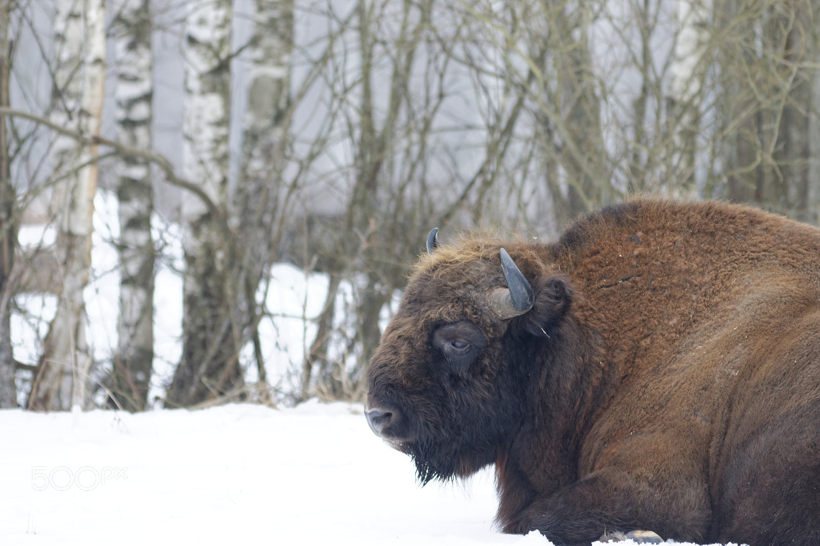 Canon EOS 70D sample photo. European bison photography