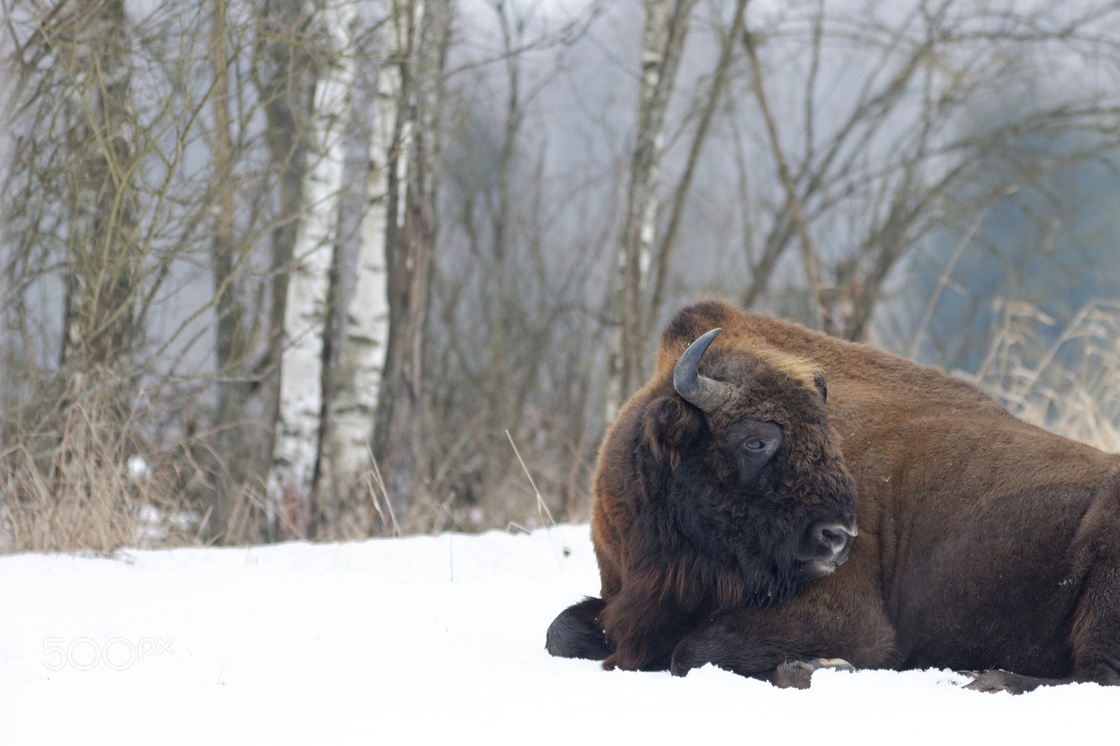 Canon EOS 70D + Canon EF 300mm F4L IS USM sample photo. European bison photography