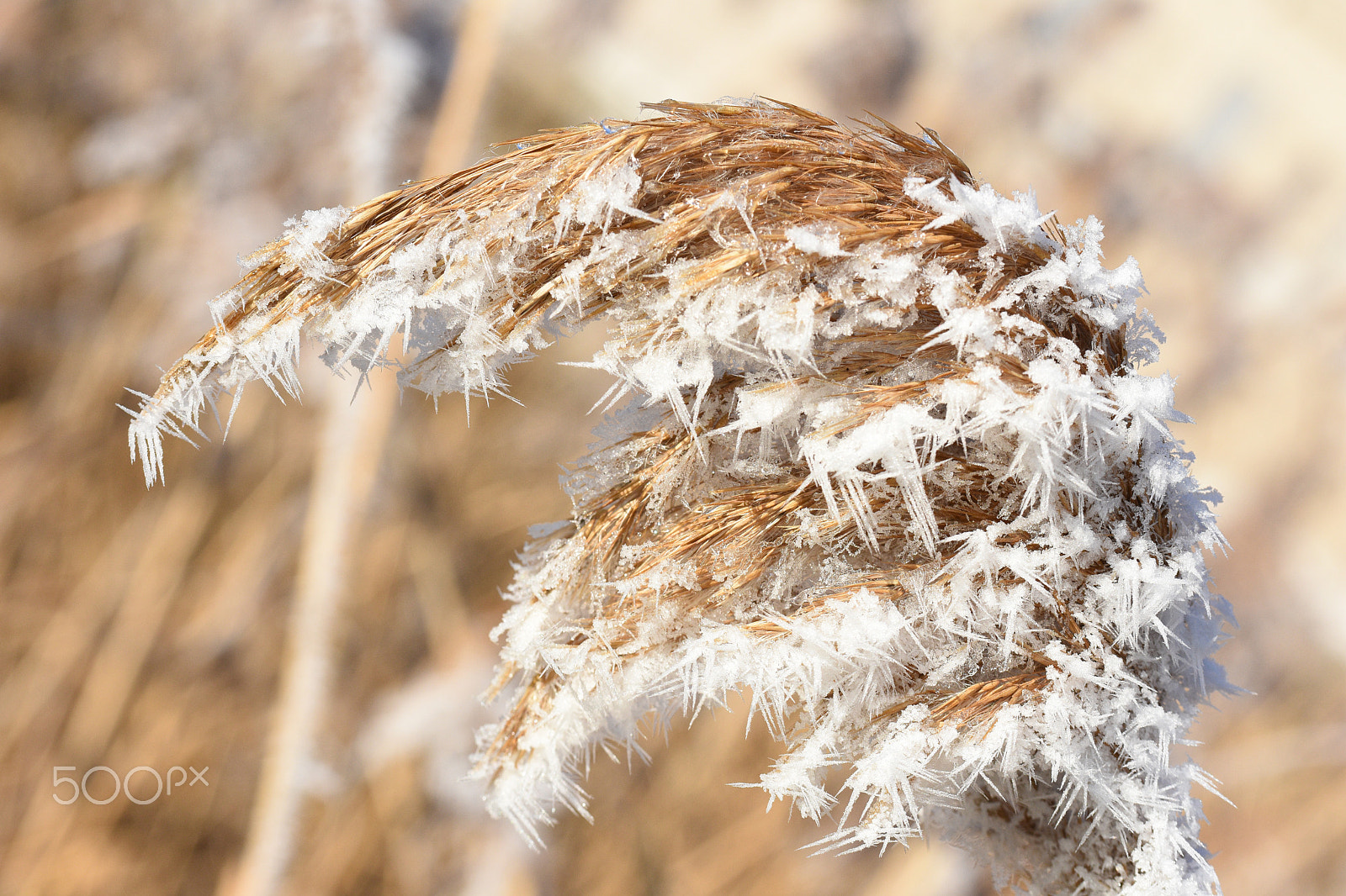 Nikon D7200 sample photo. Frozen reed photography