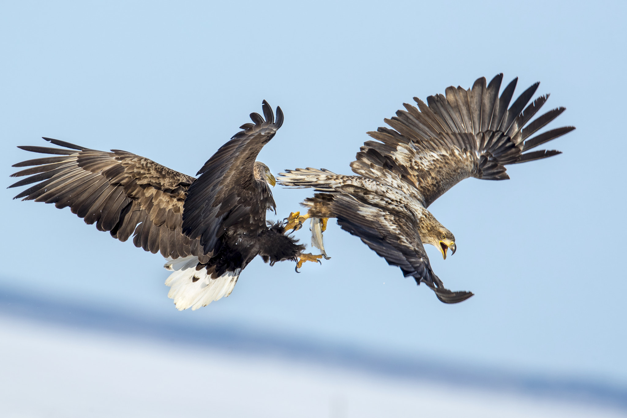 Canon EOS-1D X Mark II + Canon EF 600mm F4L IS II USM sample photo. Untitled photography