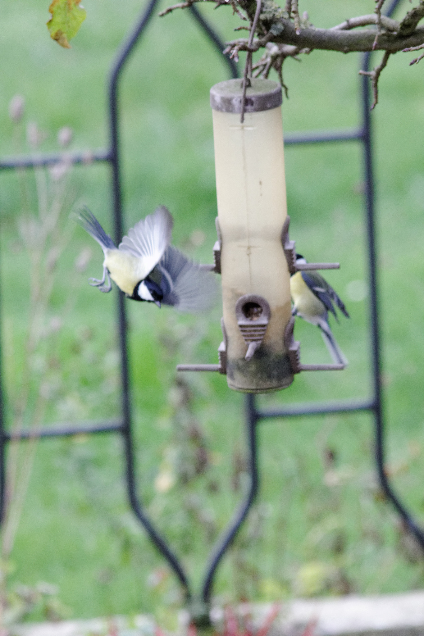 Canon EF 300mm F4L IS USM sample photo. Mésange photography