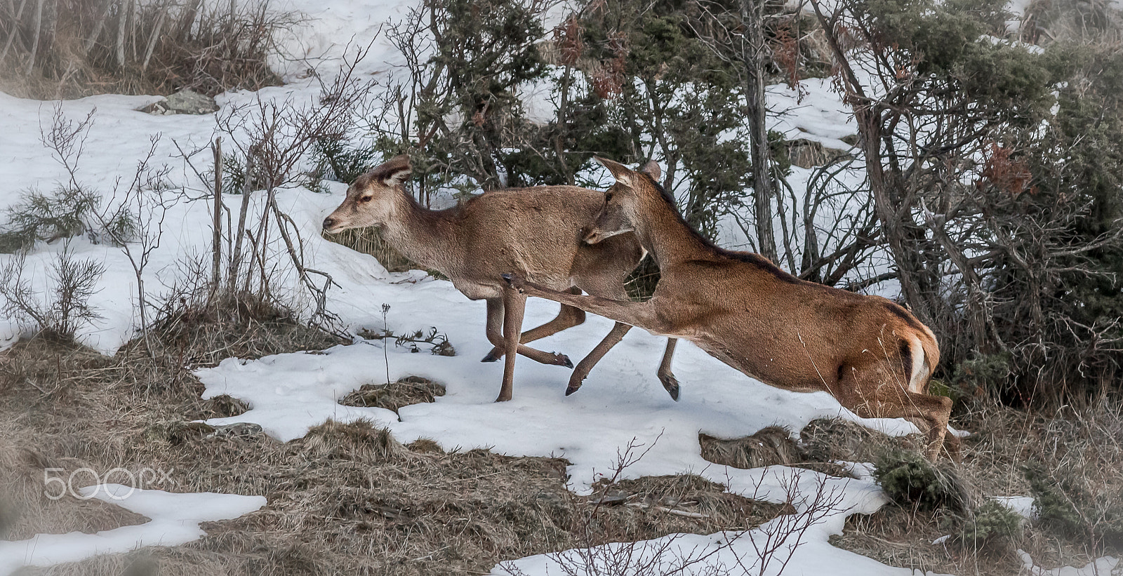 Canon EOS-1D X + Canon EF 400mm F5.6L USM sample photo. Combat de biches - battle of bich photography