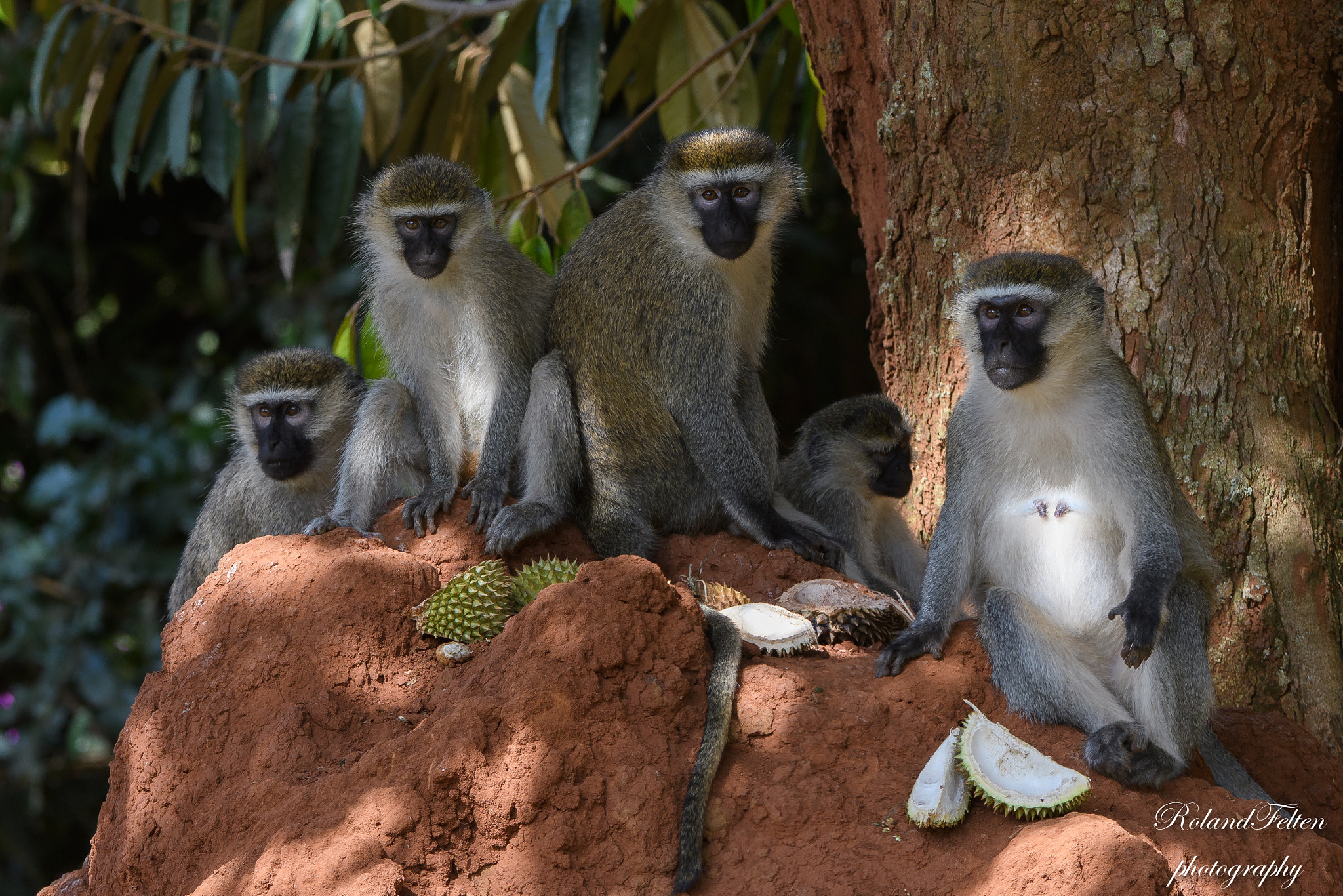 Nikon D500 sample photo. Vervet monkeys photography