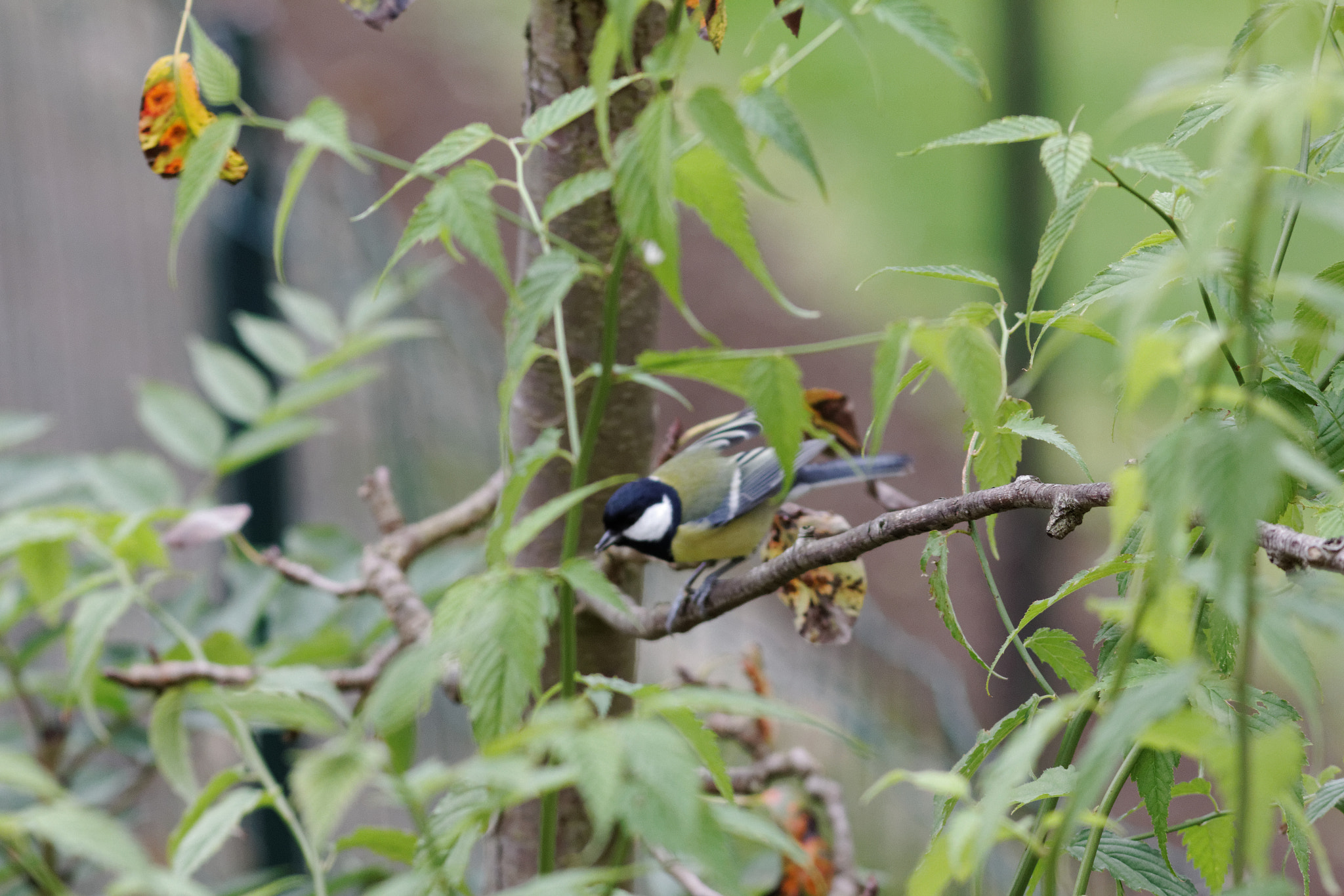Canon EF 300mm F4L IS USM sample photo. Mésange au jardin photography