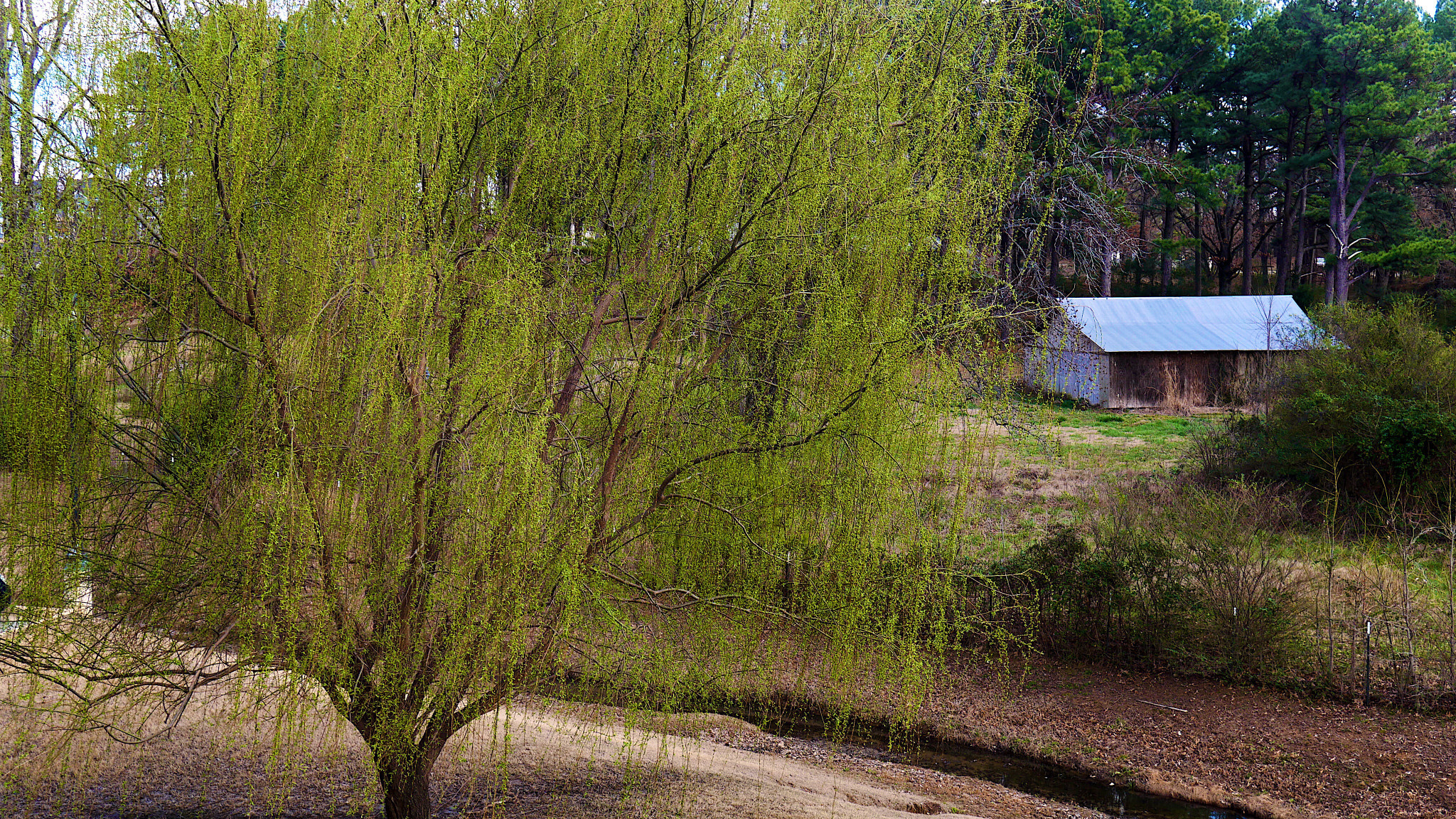 Panasonic Lumix DMC-G7 sample photo. Willow photography