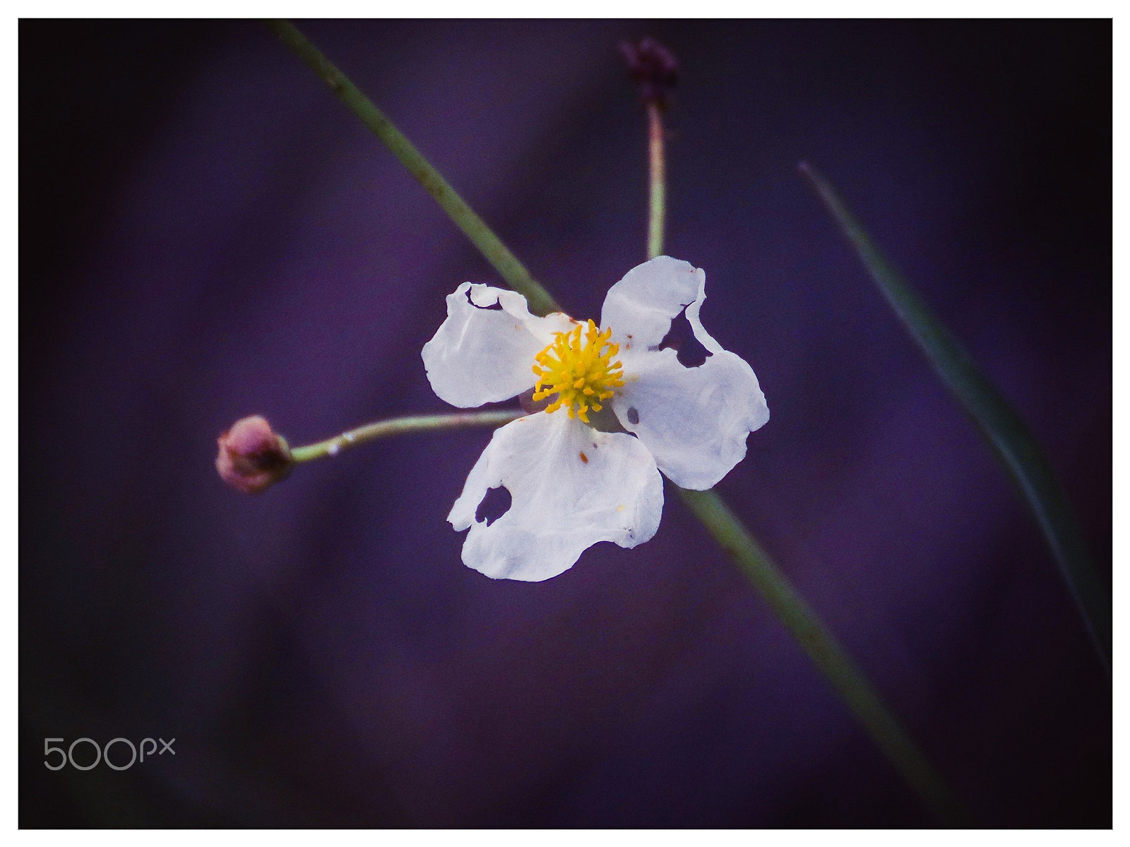 Canon EOS 80D + Canon 70-300mm sample photo. Flower of the everglades photography
