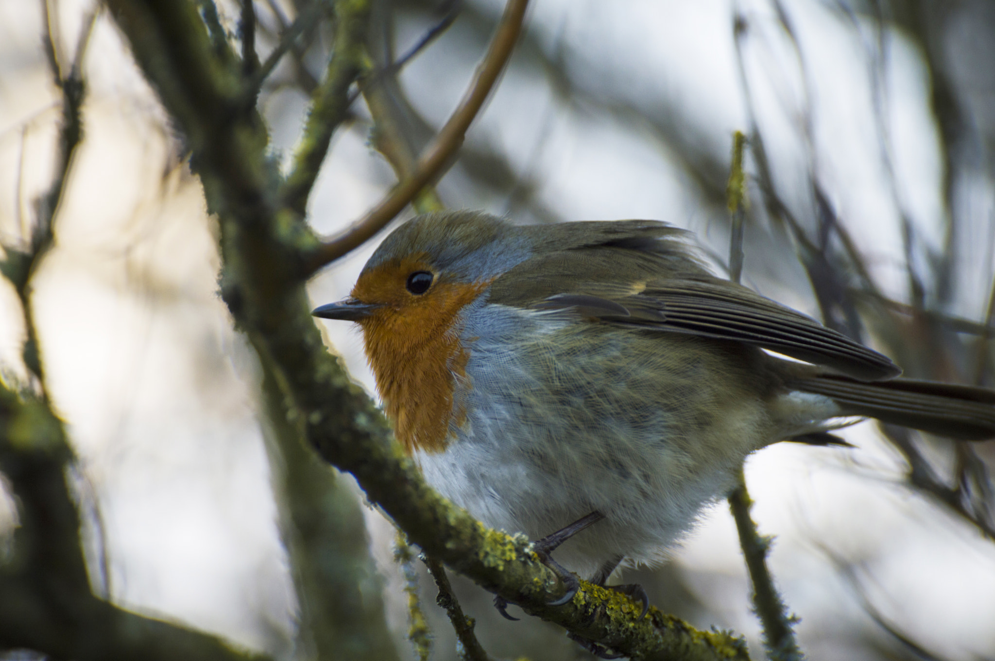 Nikon D3200 sample photo. Robin photography