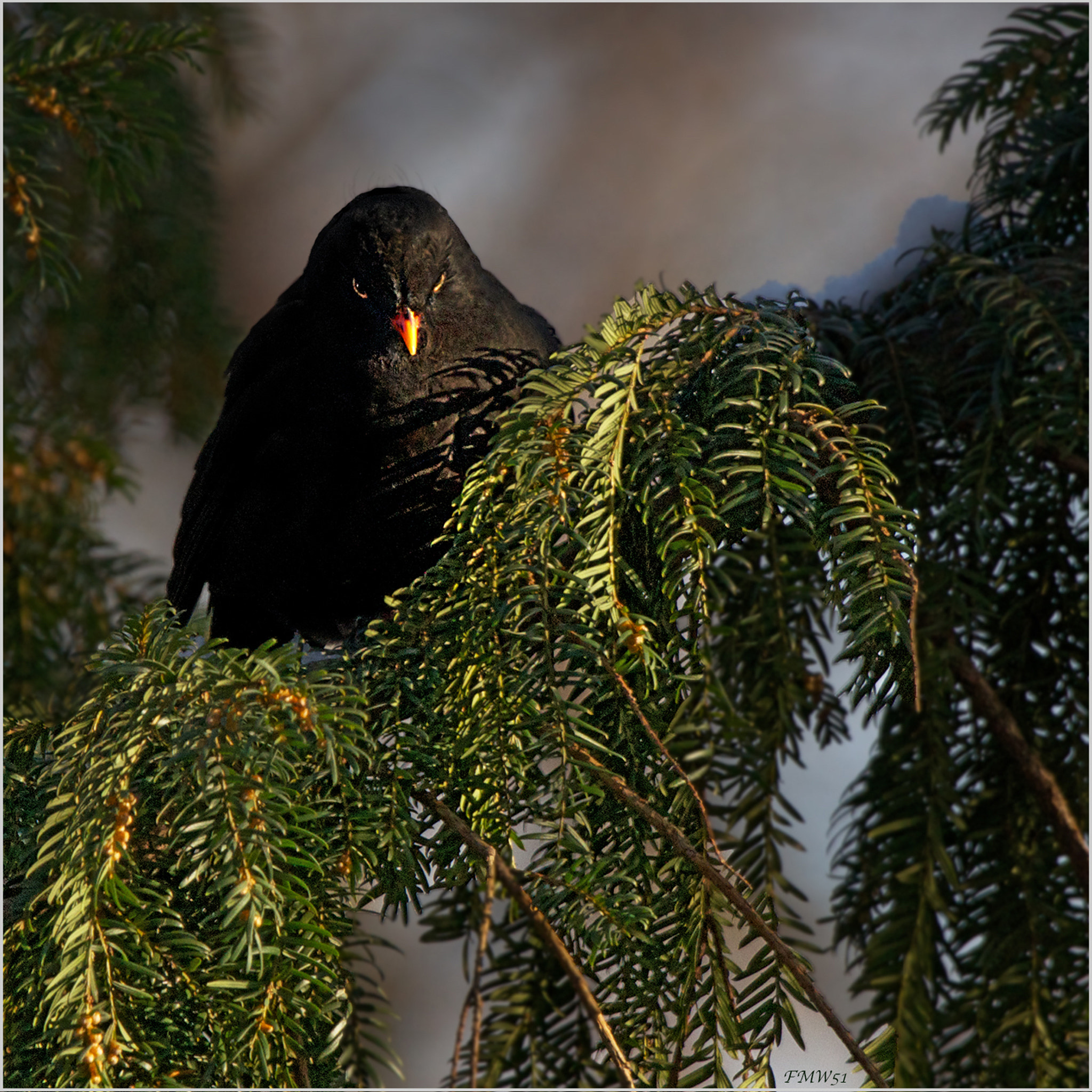 Sony 70-400mm F4-5.6 G SSM sample photo. Black birds are watching you photography