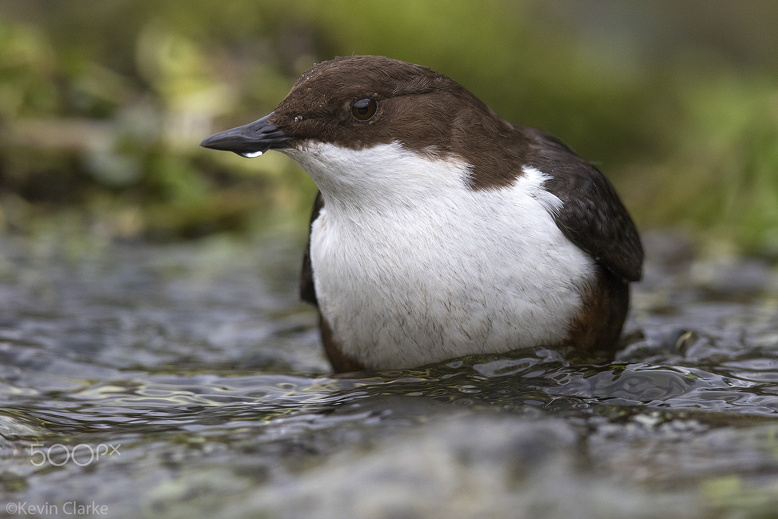 Canon EF 500mm F4L IS II USM sample photo. Dripping dipper photography