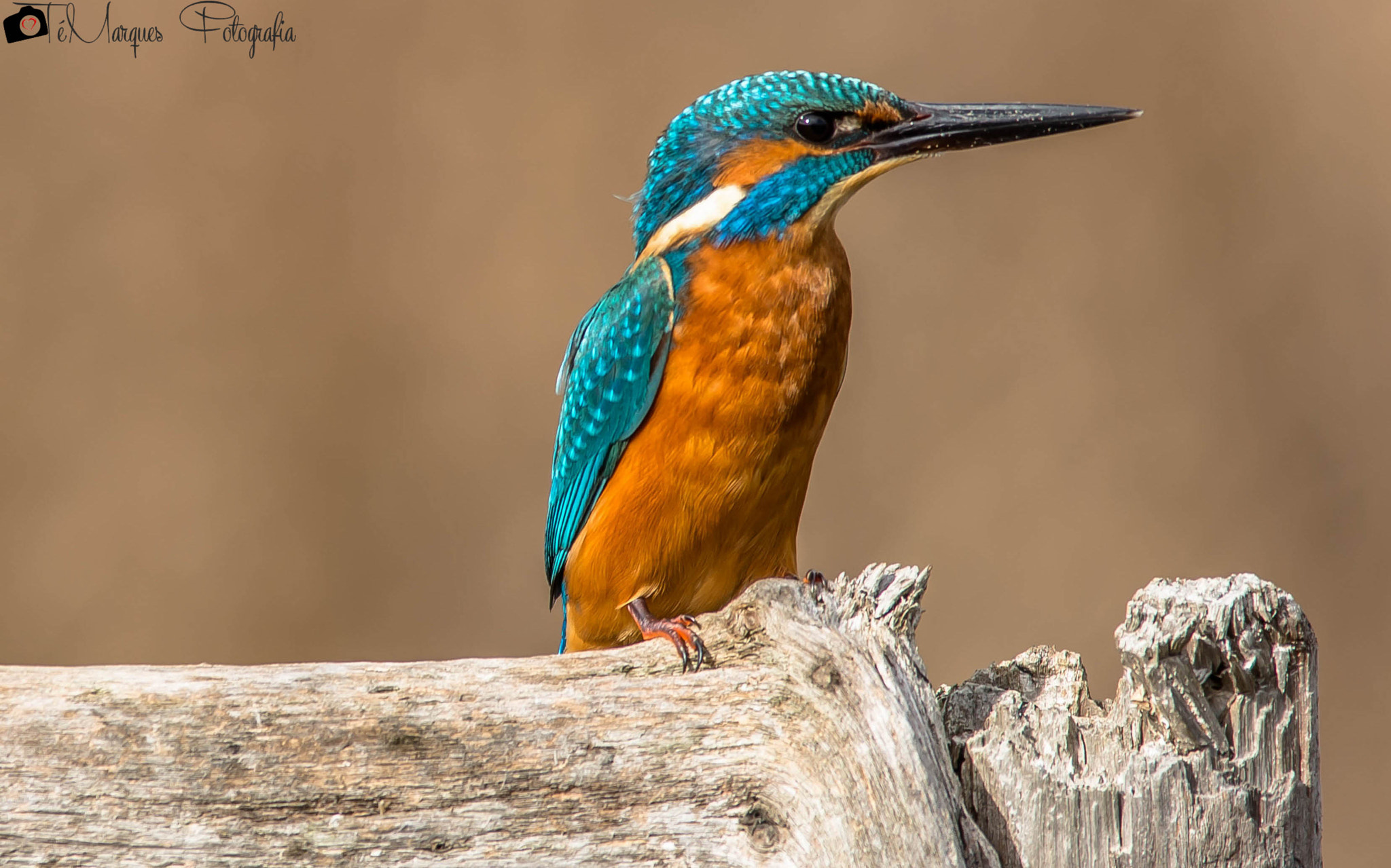Sigma 150-500mm F5-6.3 DG OS HSM sample photo. The king's rest photography