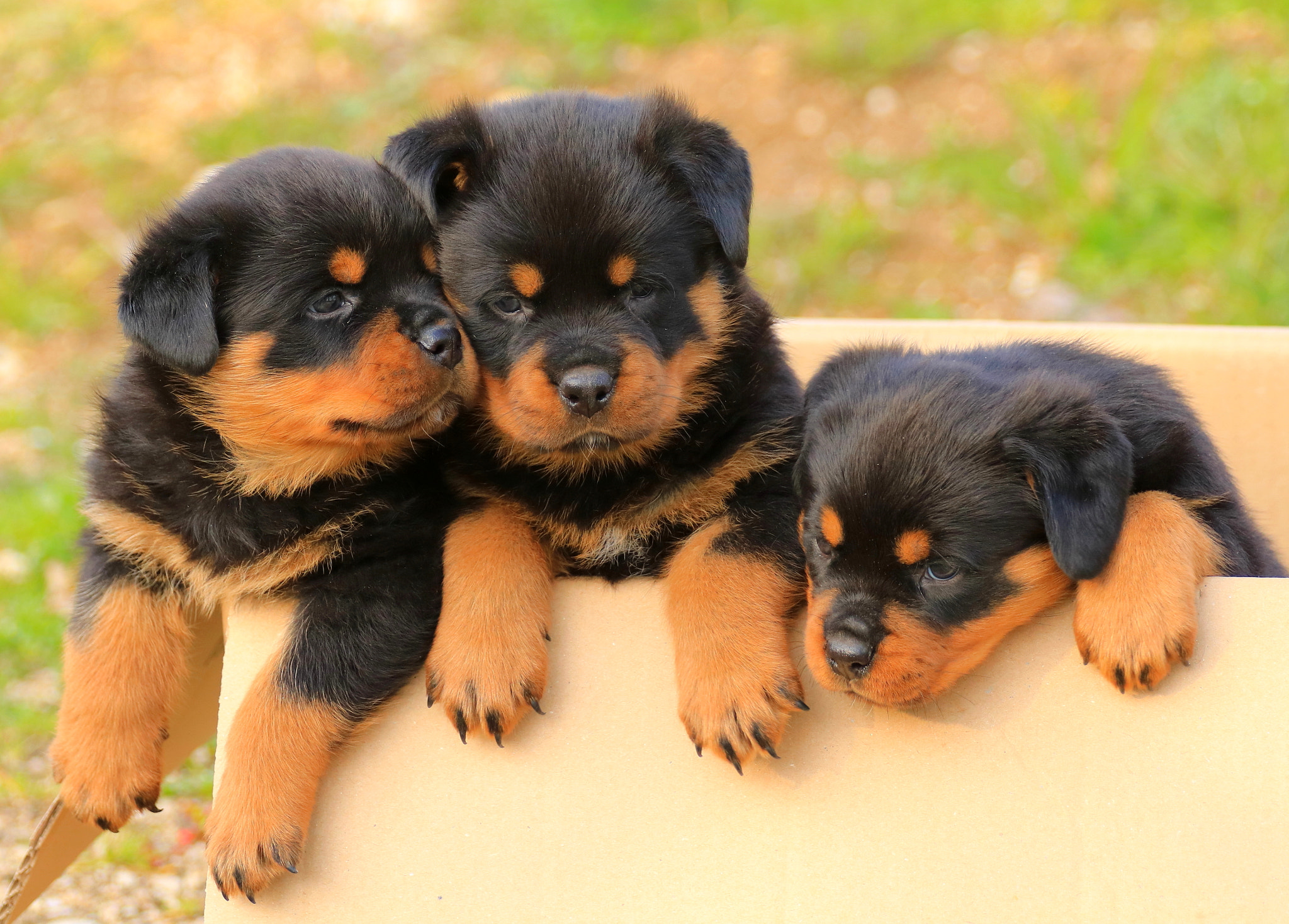 Canon EOS 760D (EOS Rebel T6s / EOS 8000D) sample photo. Rottweiler puppies of royal musketeers photography